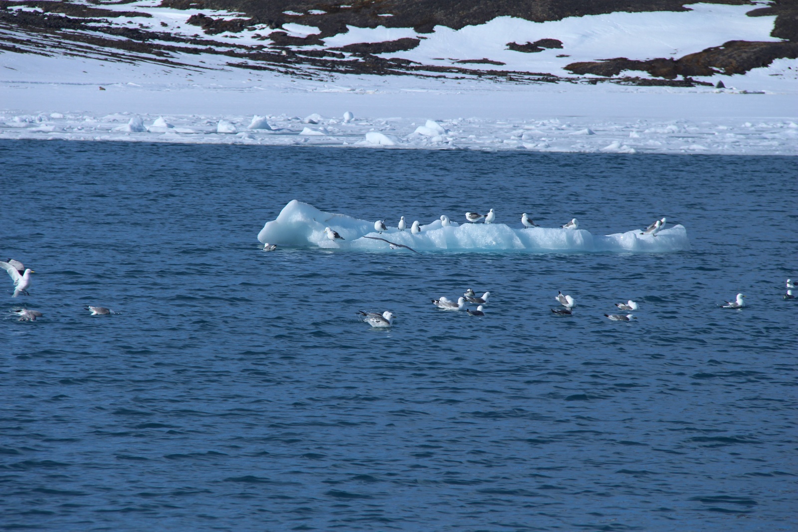 Svalbard 05