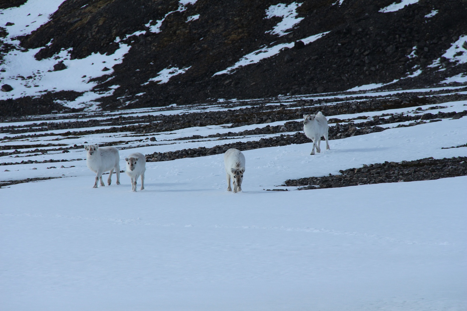 Svalbard 10