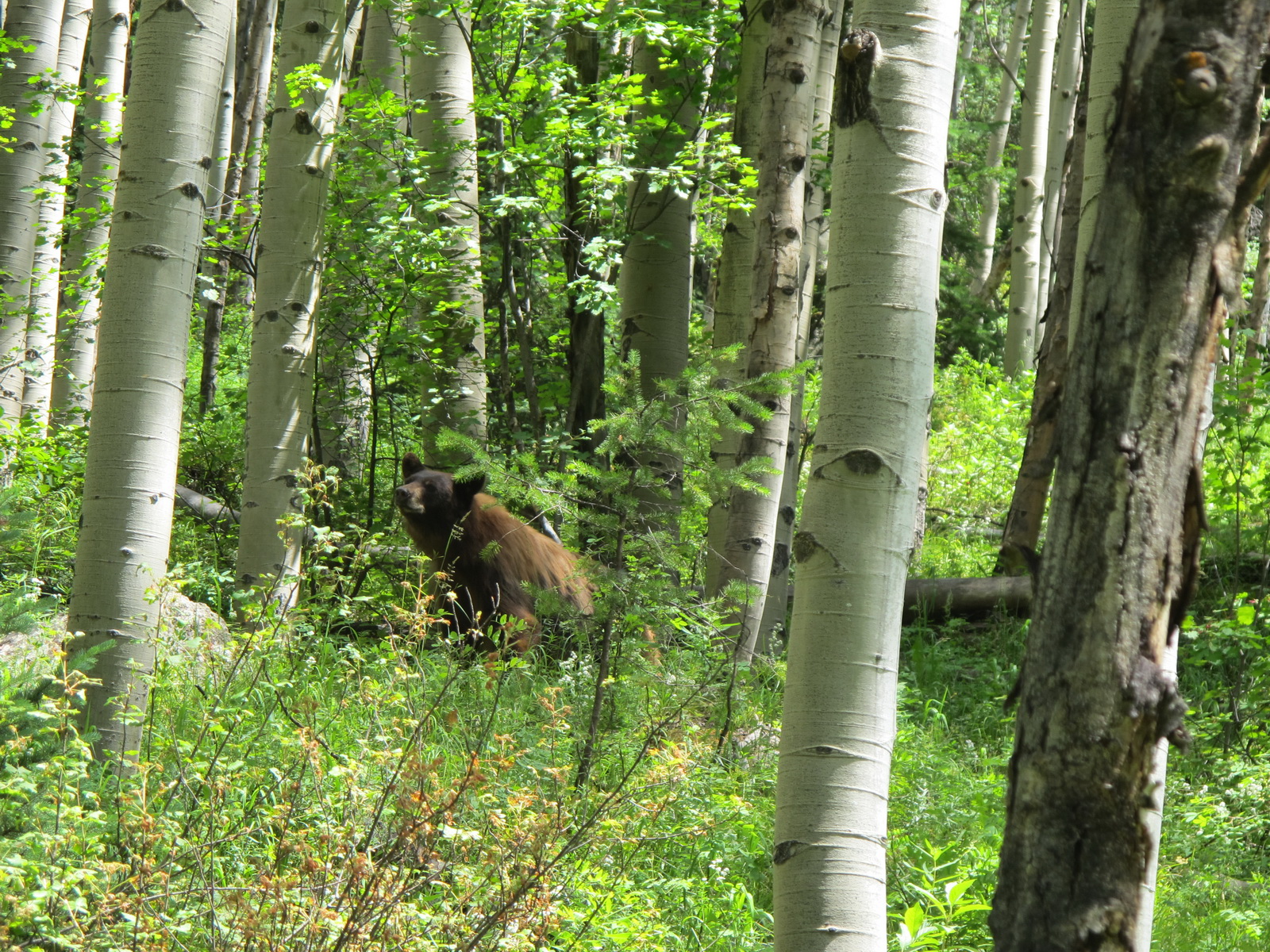 Snowmass 001