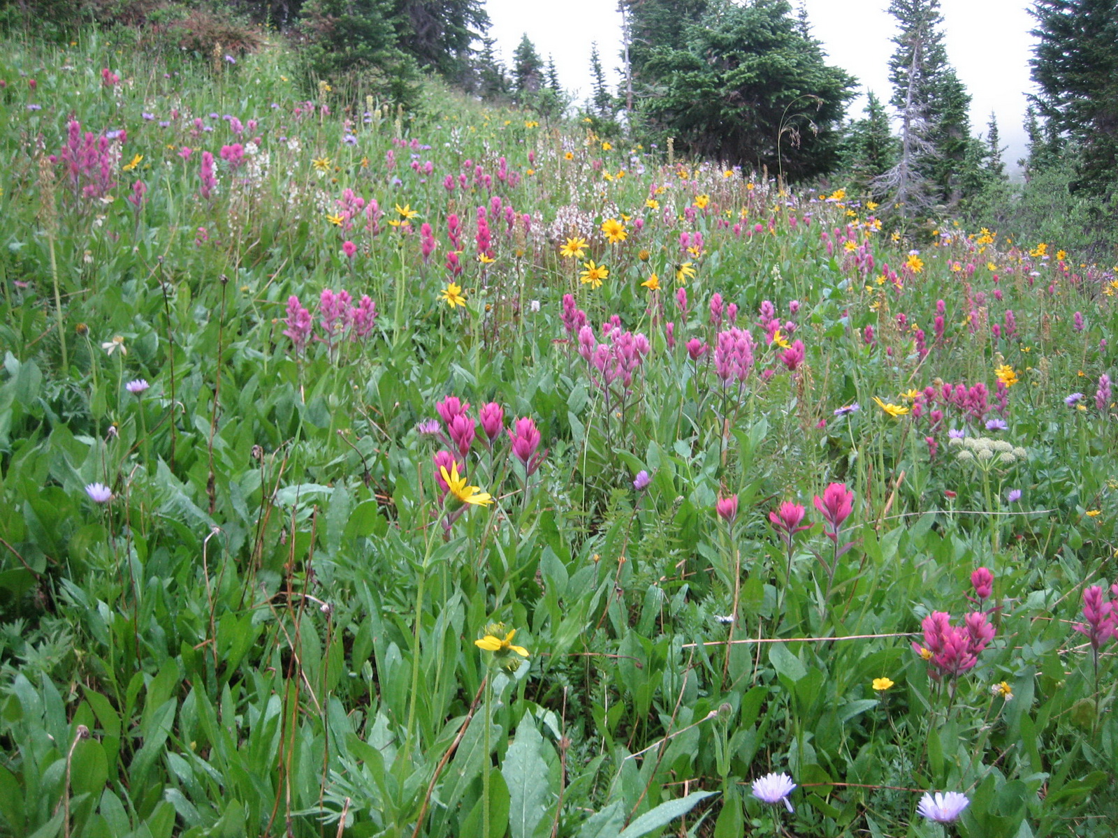 Snowmass 015