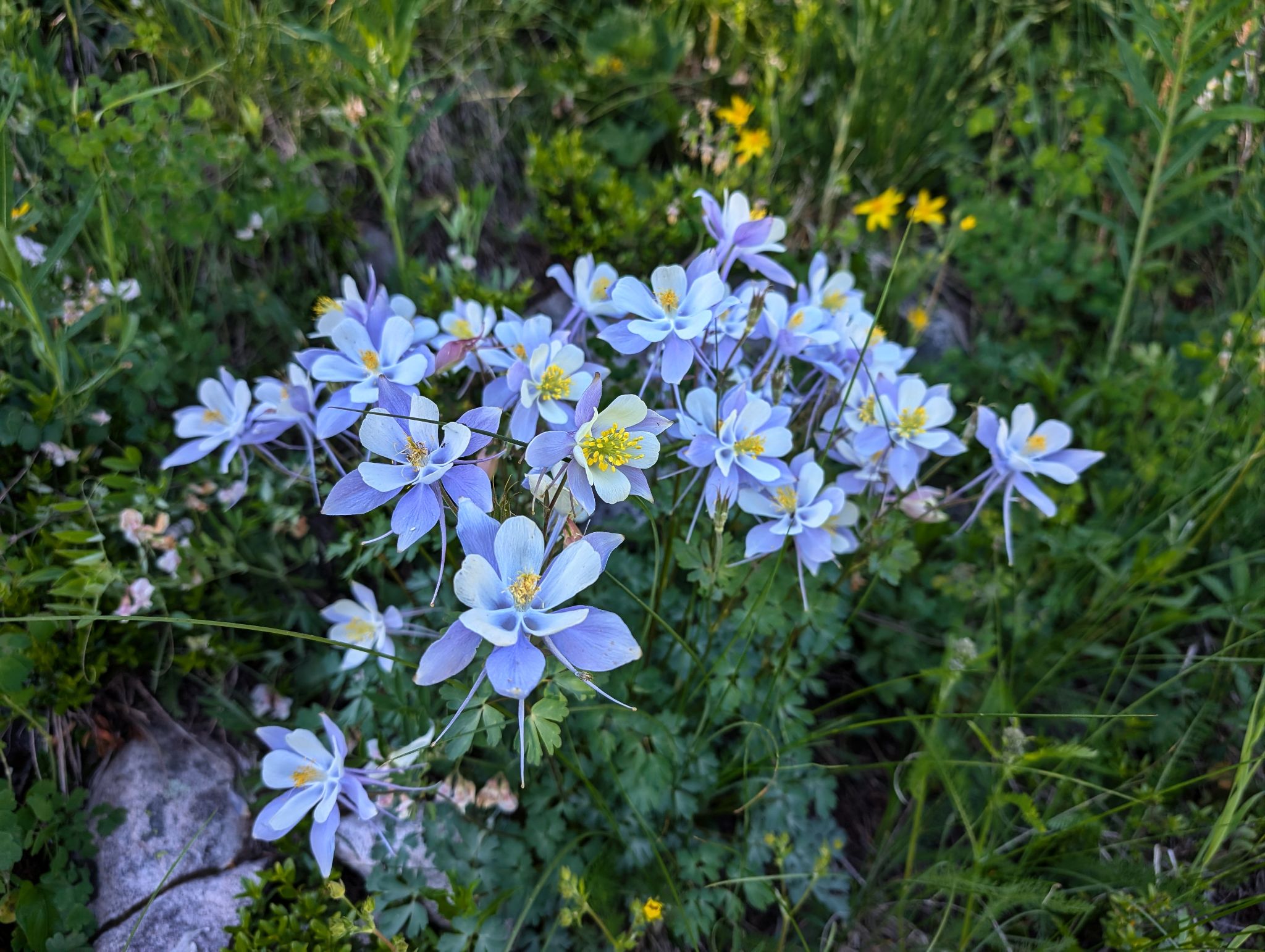Snowmass peak 24