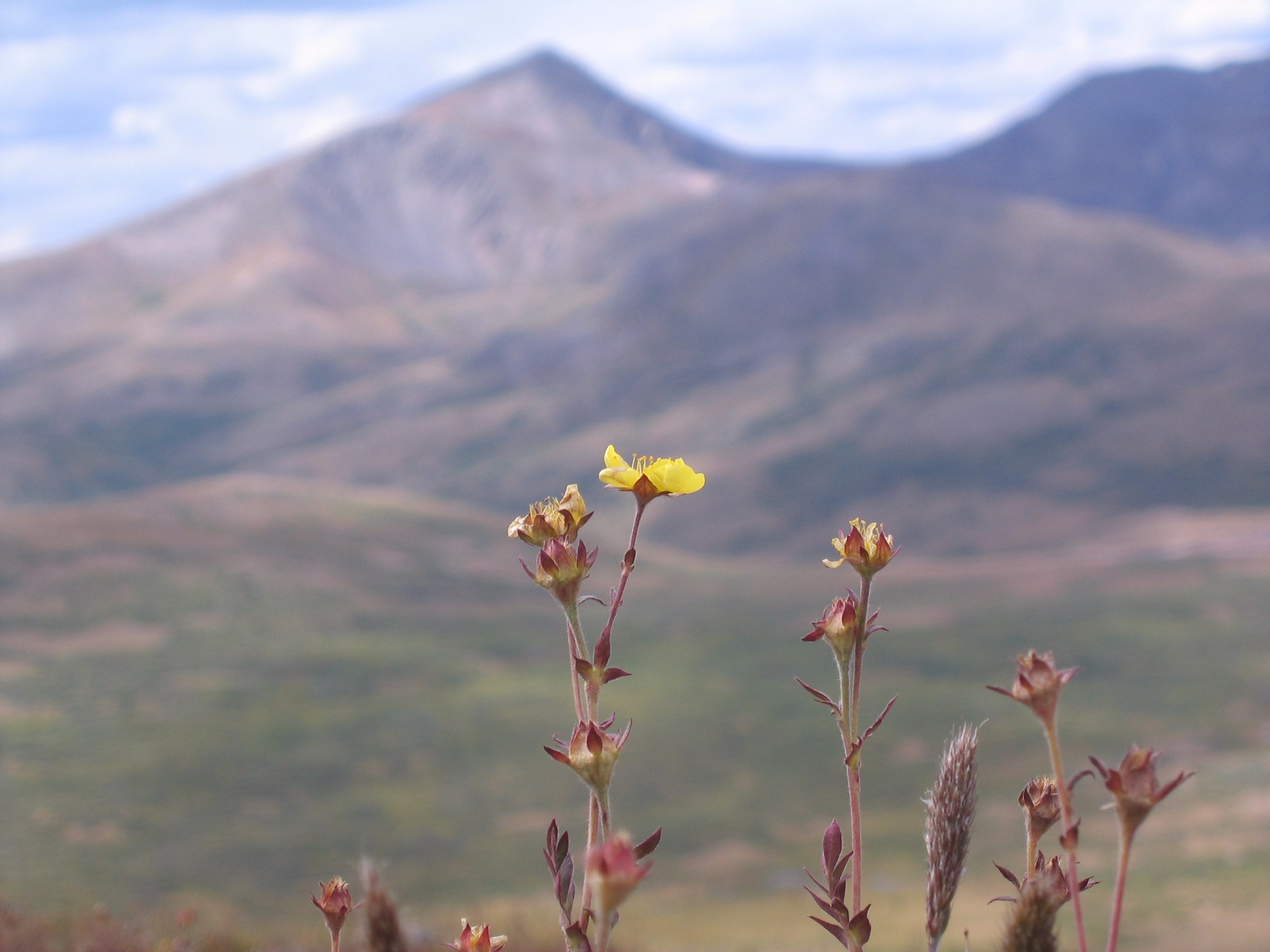 Bierstadt west slopes 7