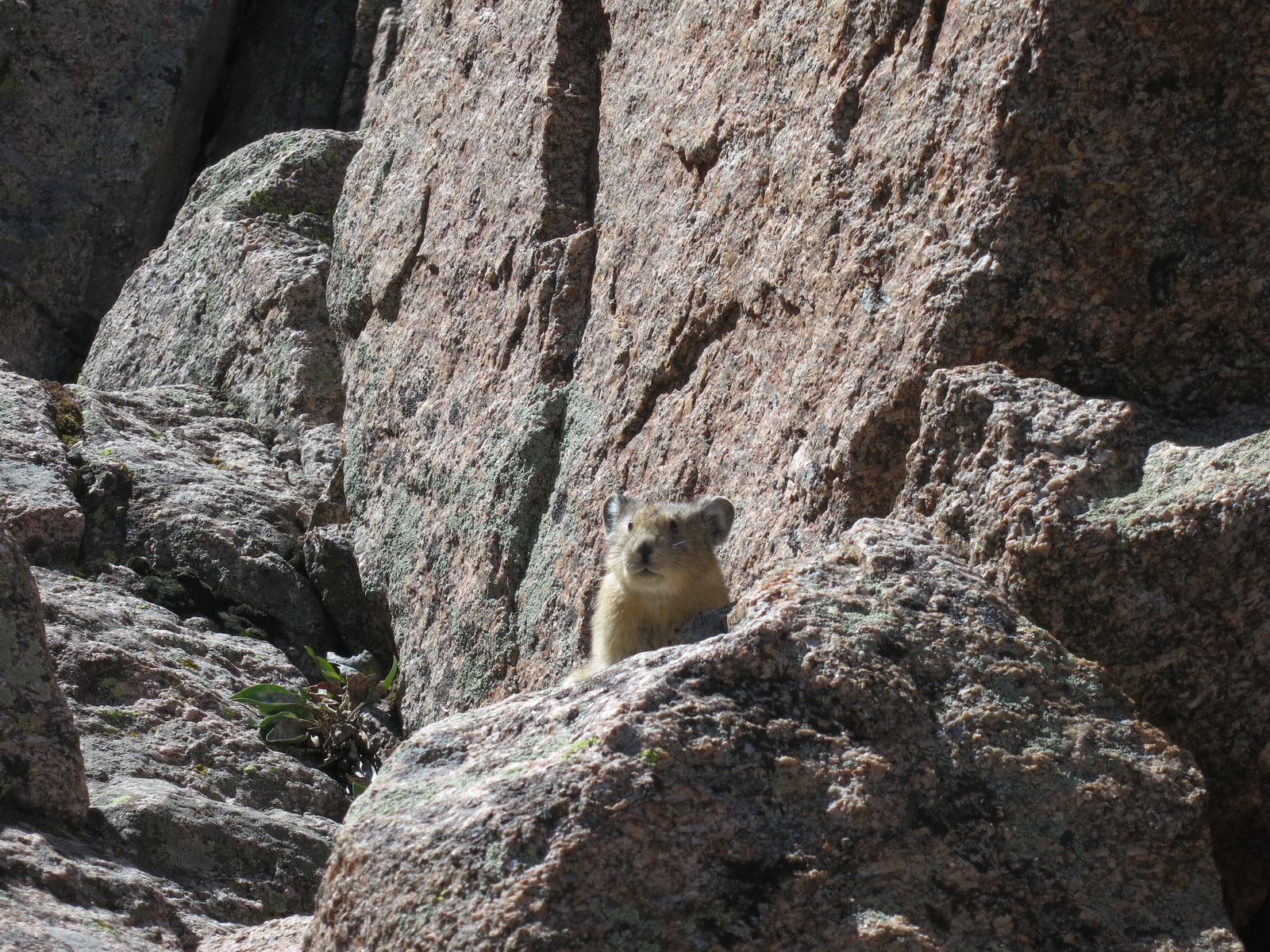 Kieners 49