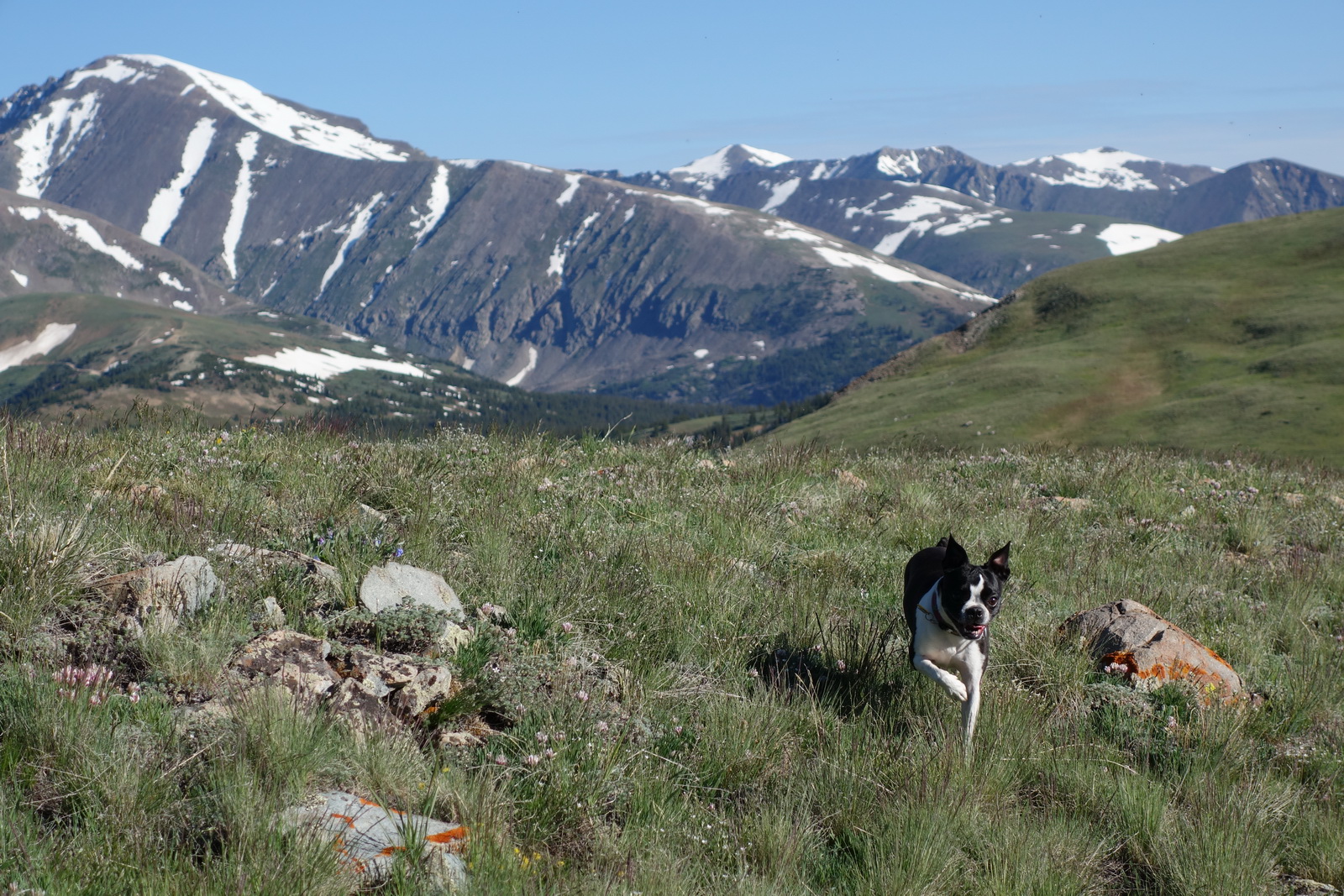 Silverheels 01