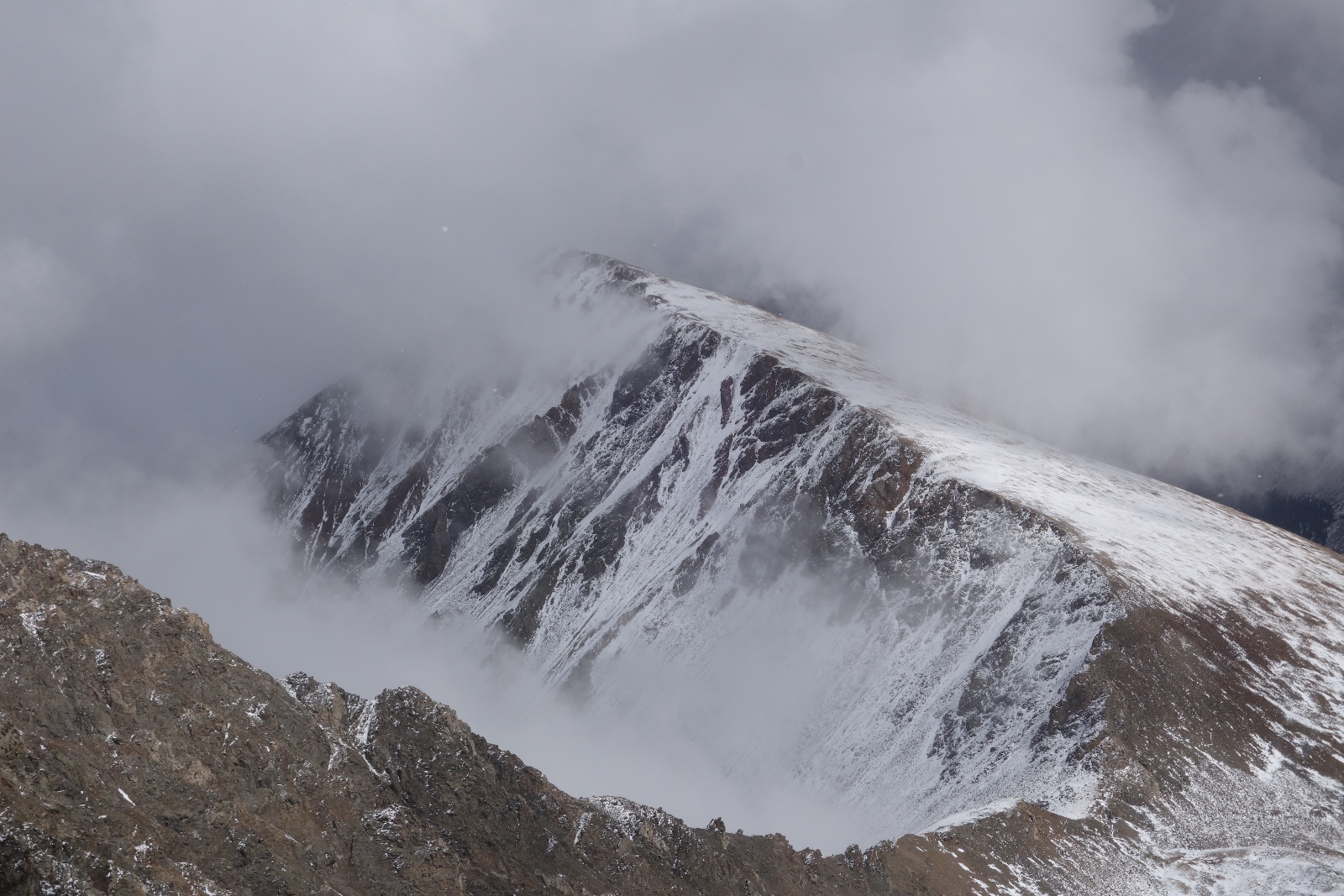 Grays torreys standard 04