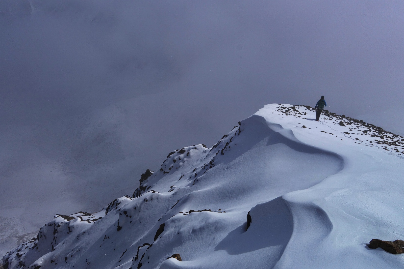 Grays torreys standard 06