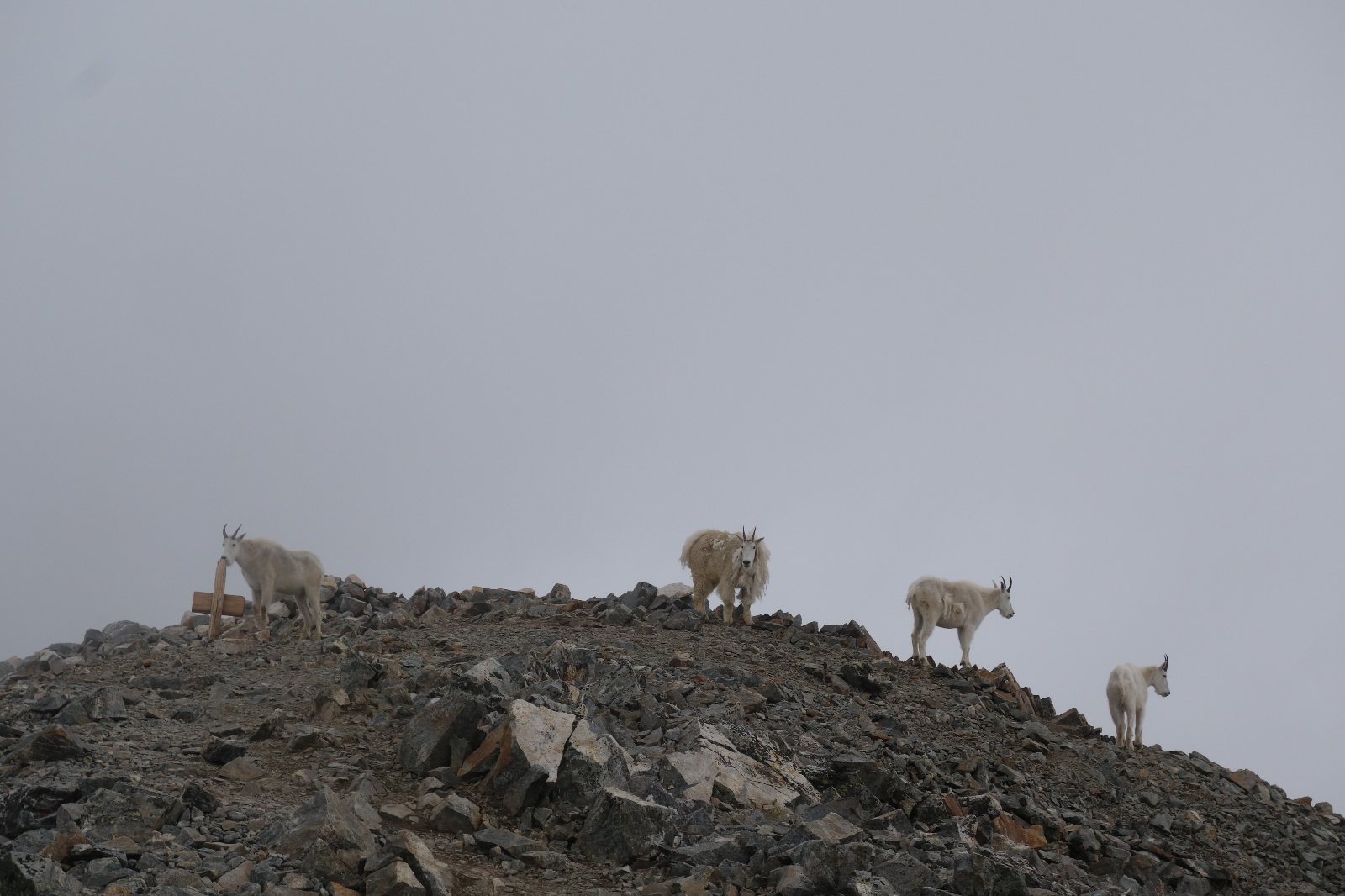 Torreys kelso ridge 35e