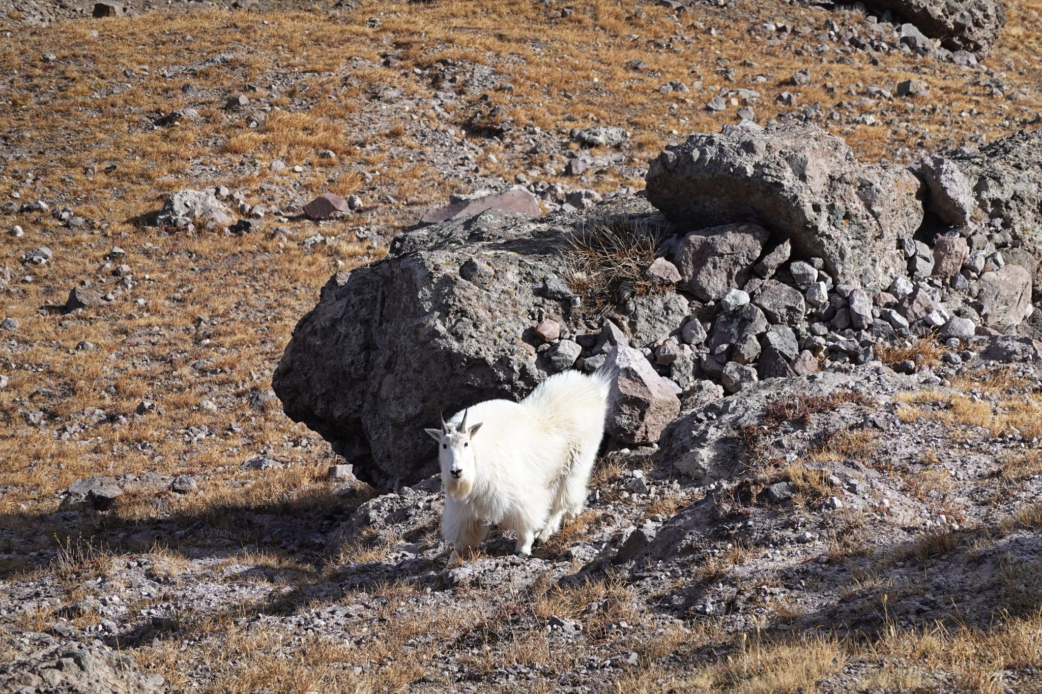 Buffalo peaks 10