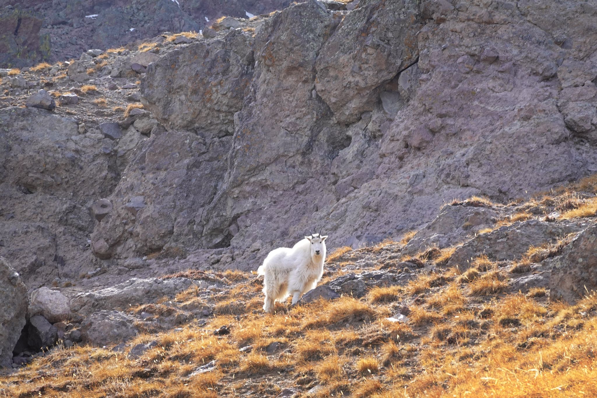 Buffalo peaks 12