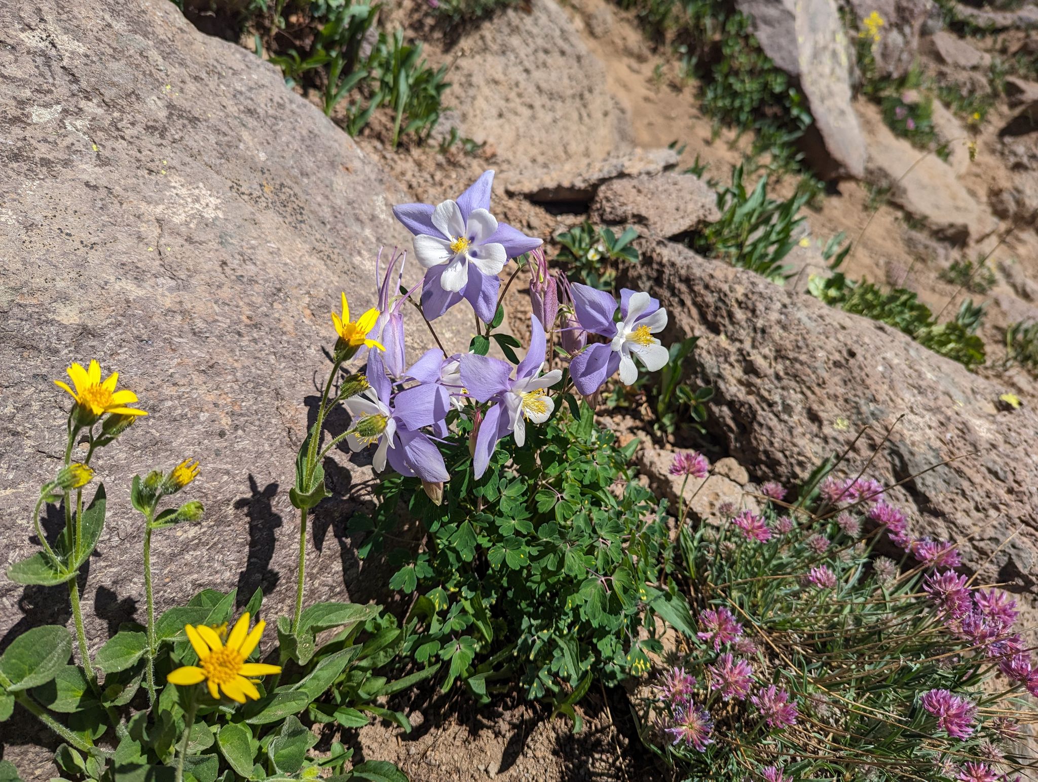 Chief mountain 11