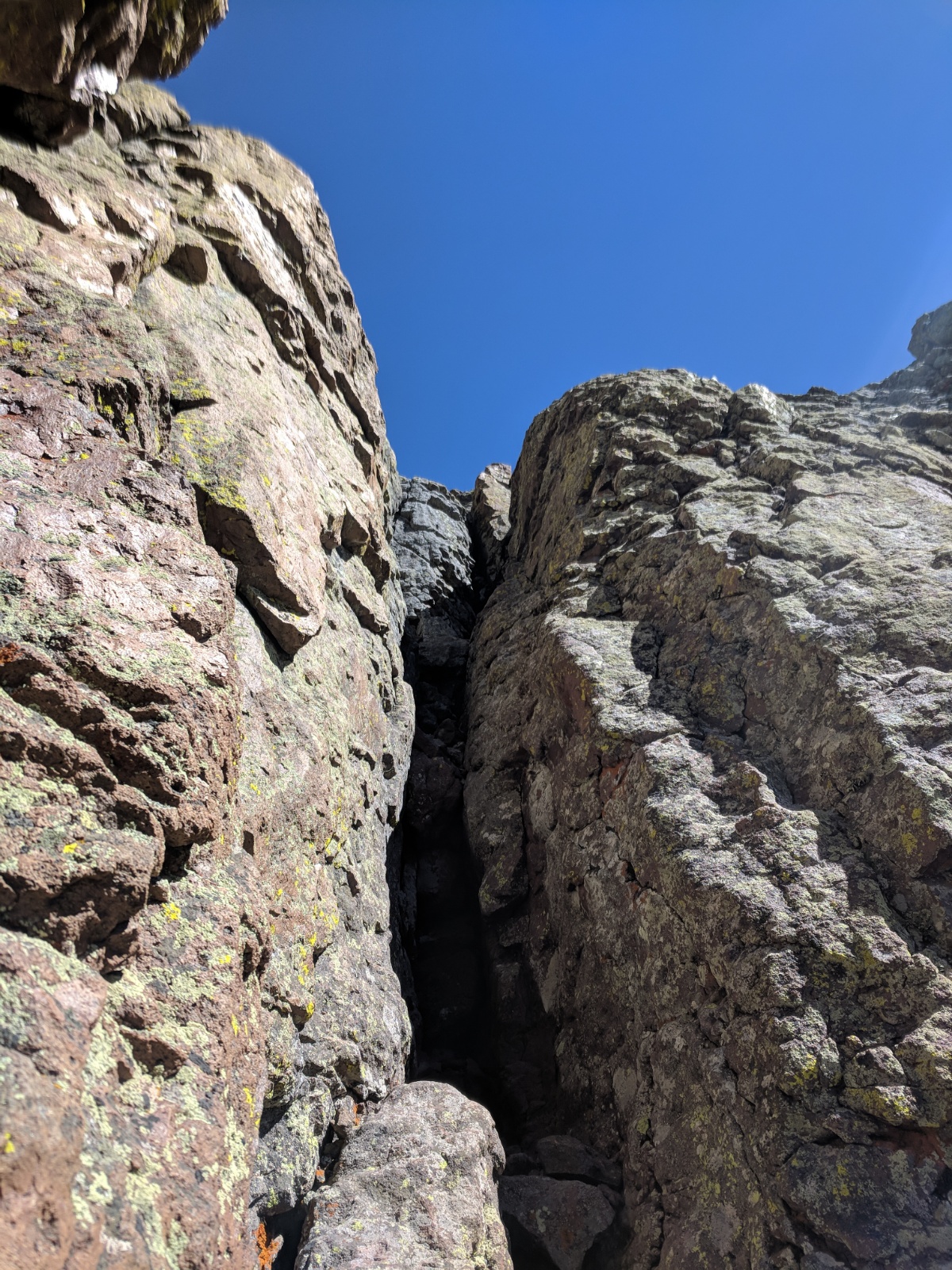 Coxcomb redcliff 07