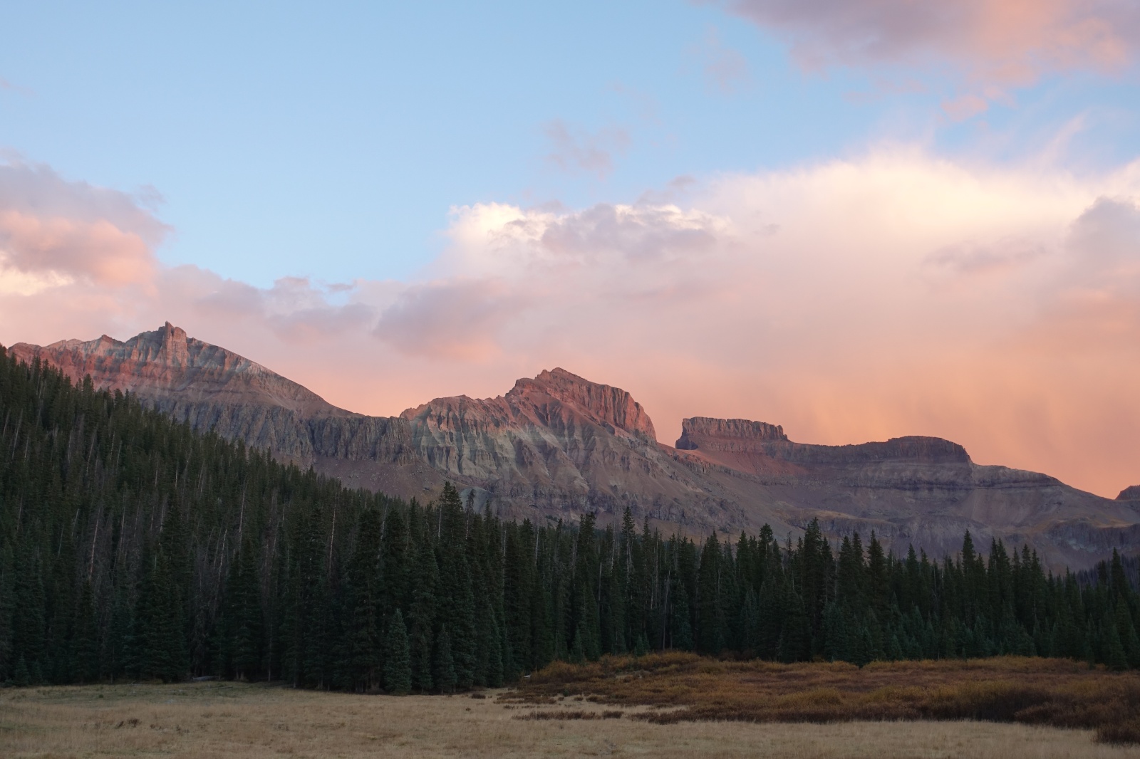 Coxcomb redcliff 25