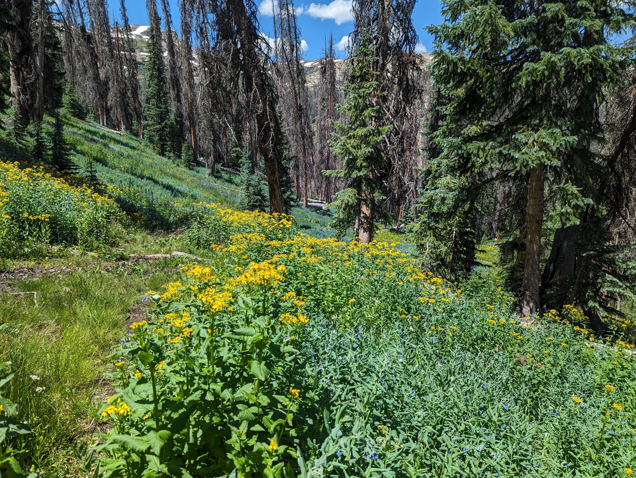 Ute ridge 33