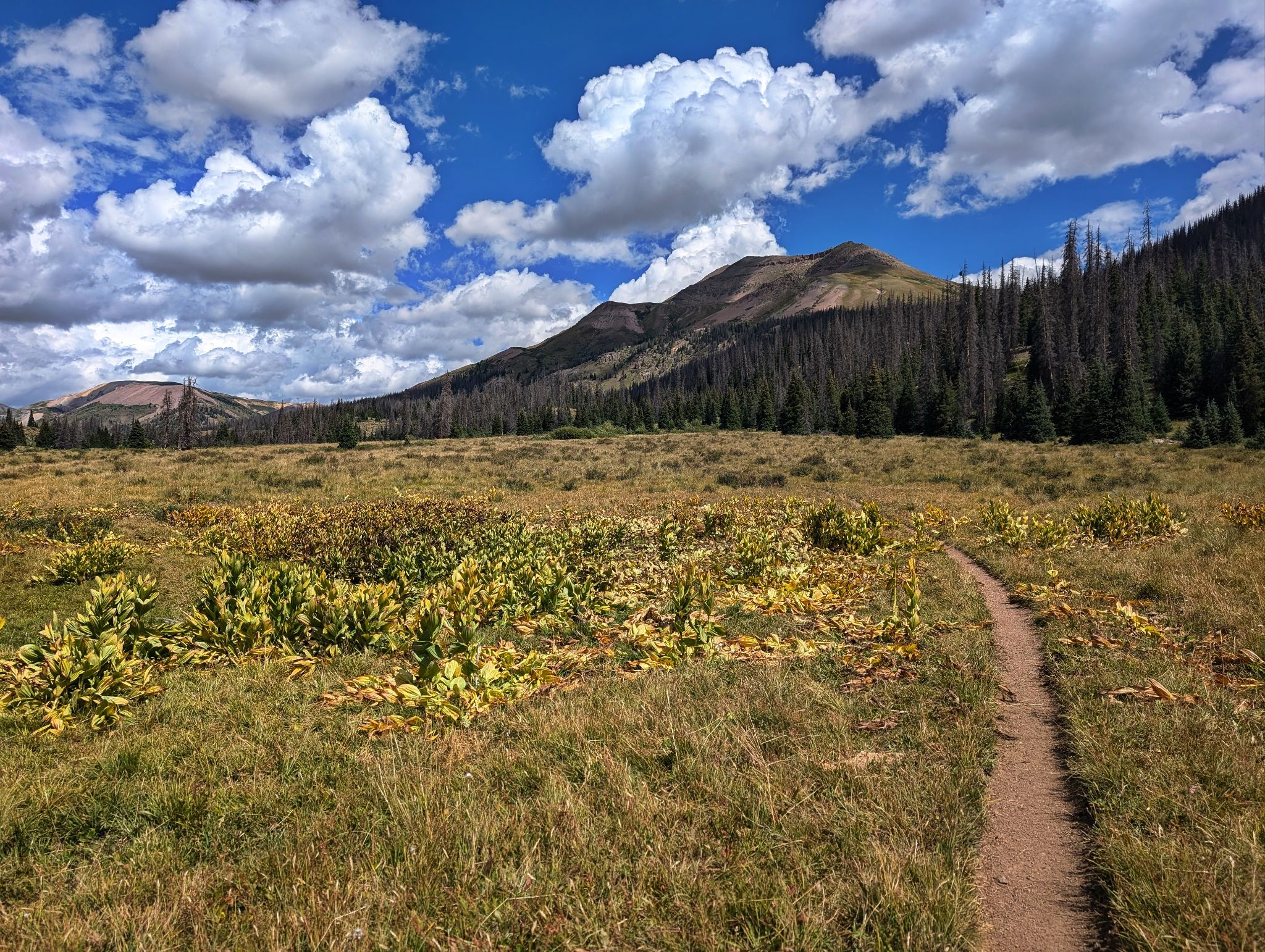 Pole creek v2 04