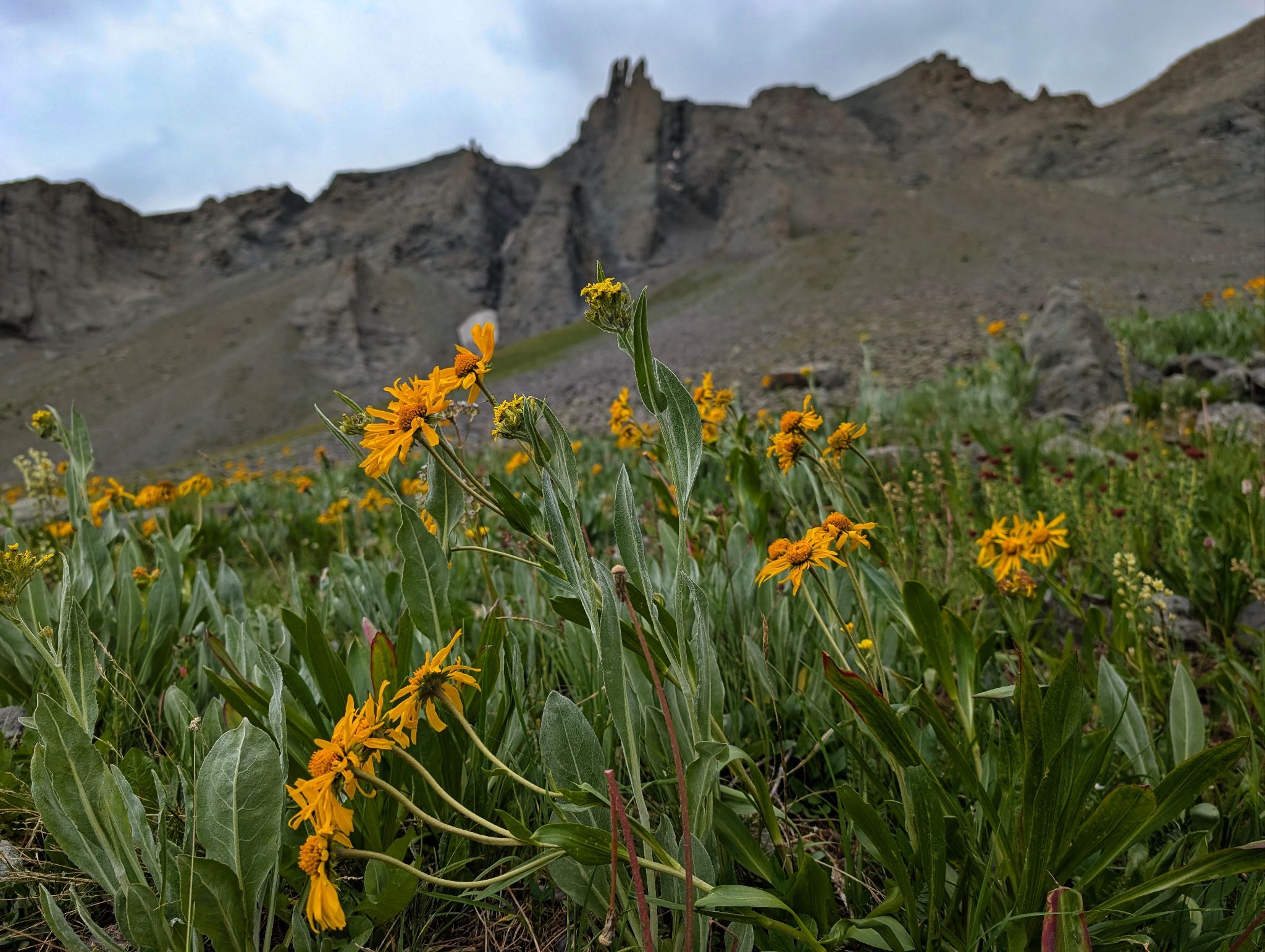 Angel knob 27