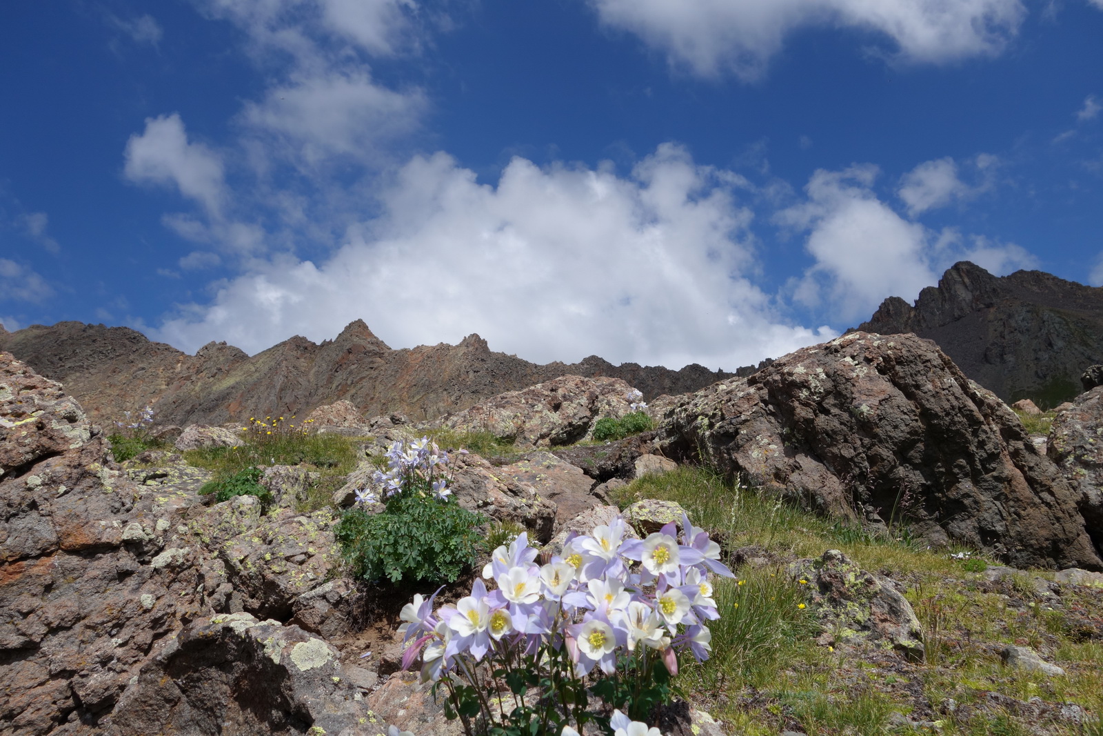 Wetterhorn 14