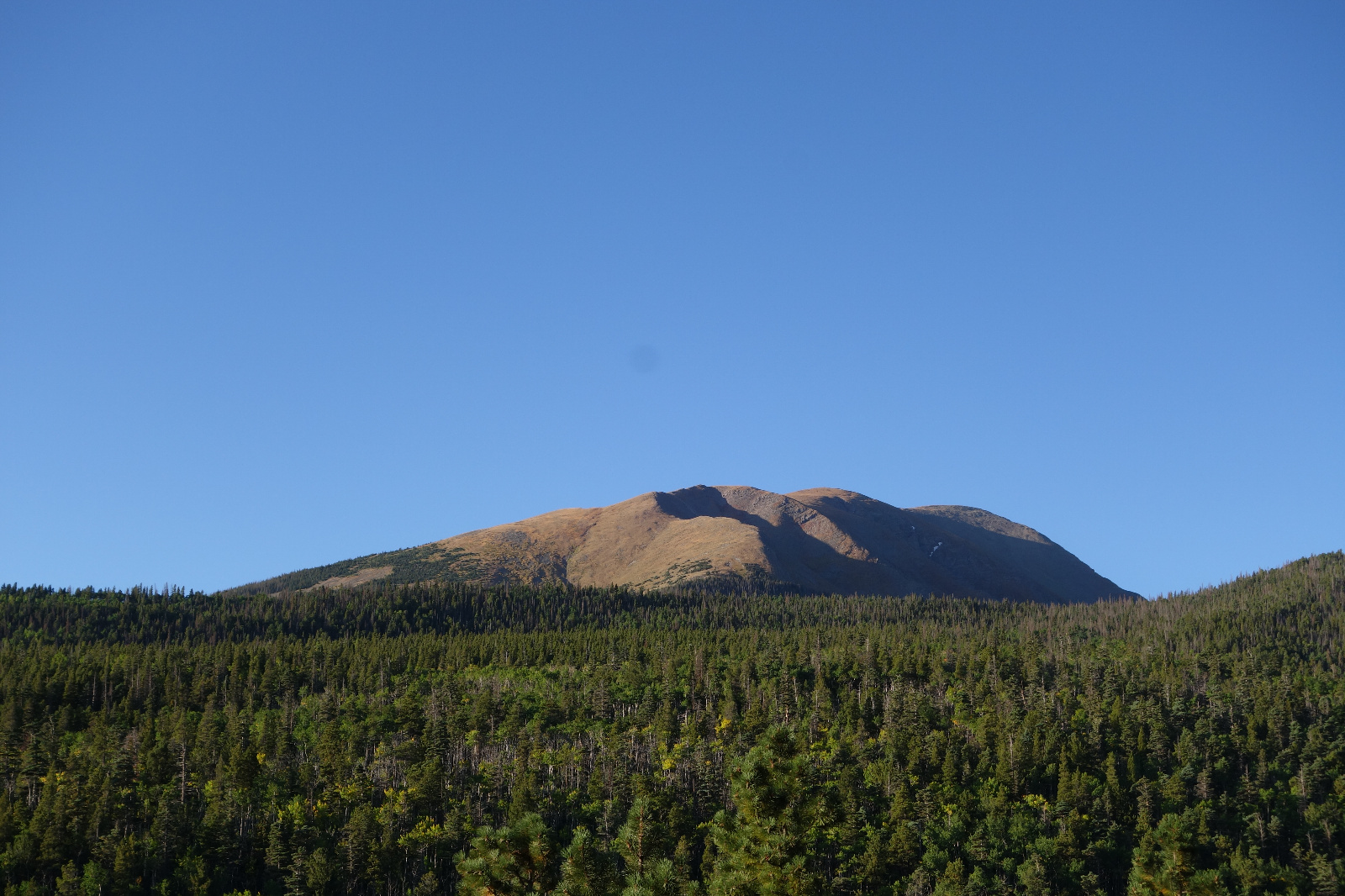 Colony baldy 03