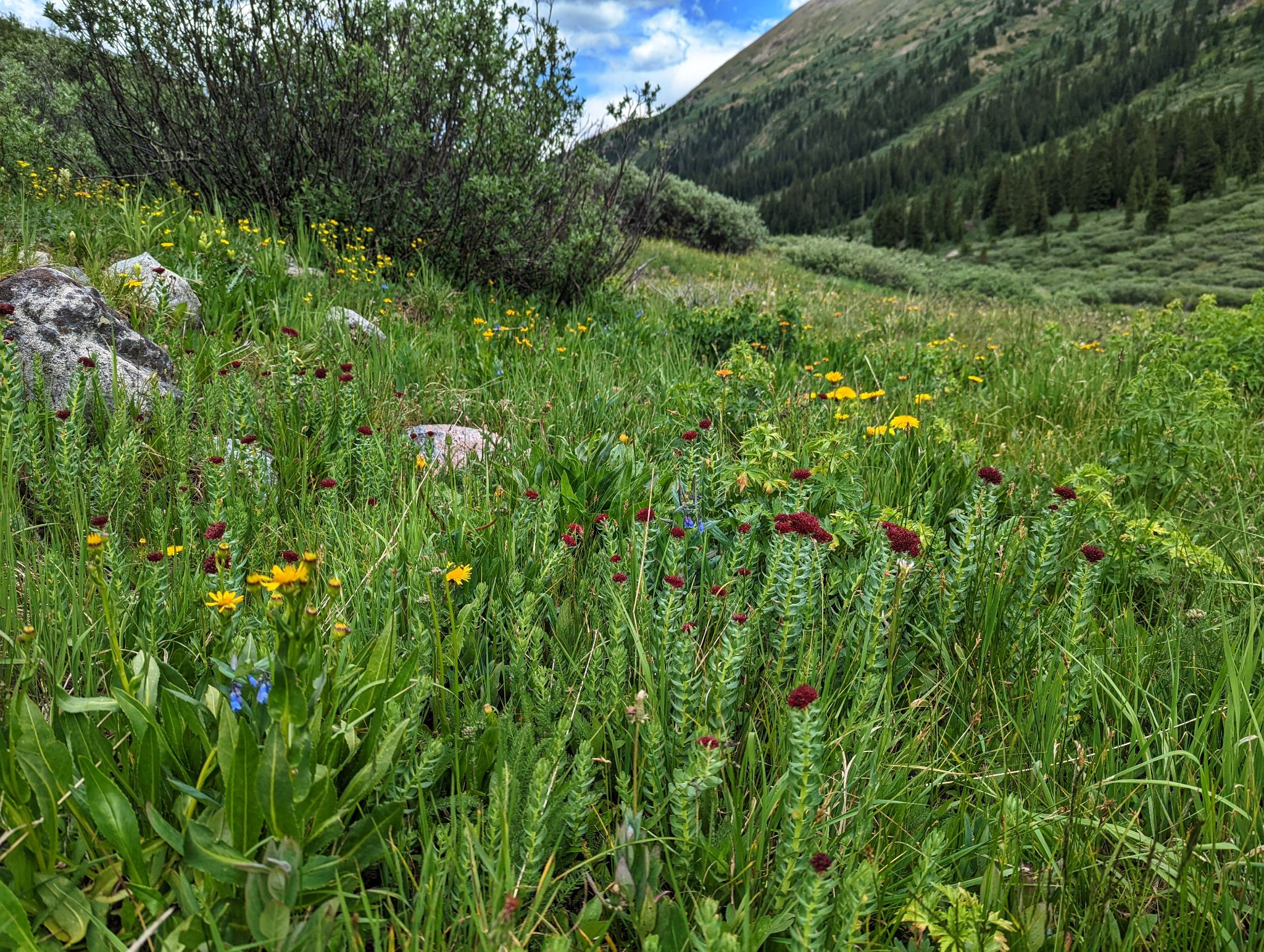 Boobs 30