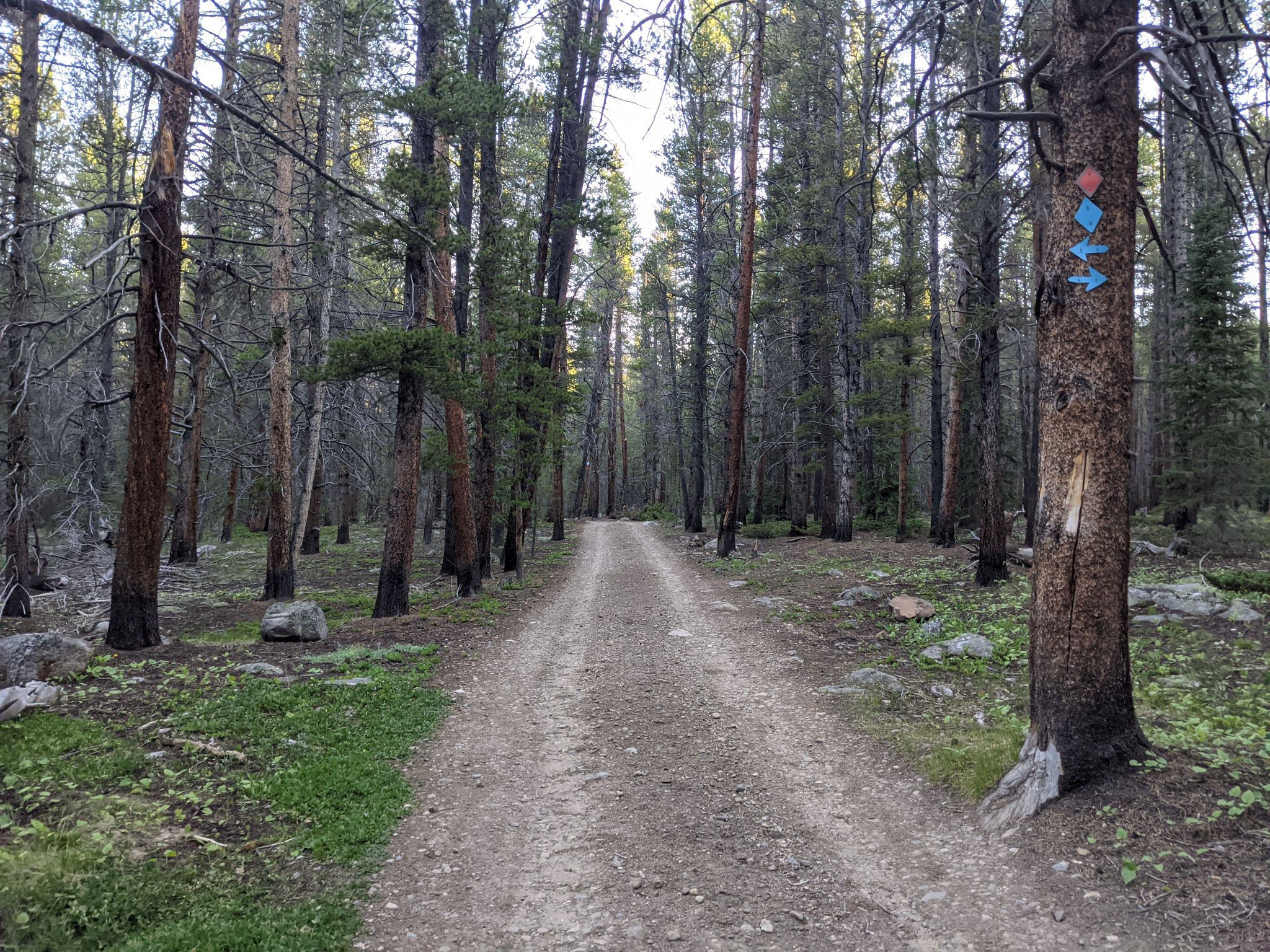 Homestake 04