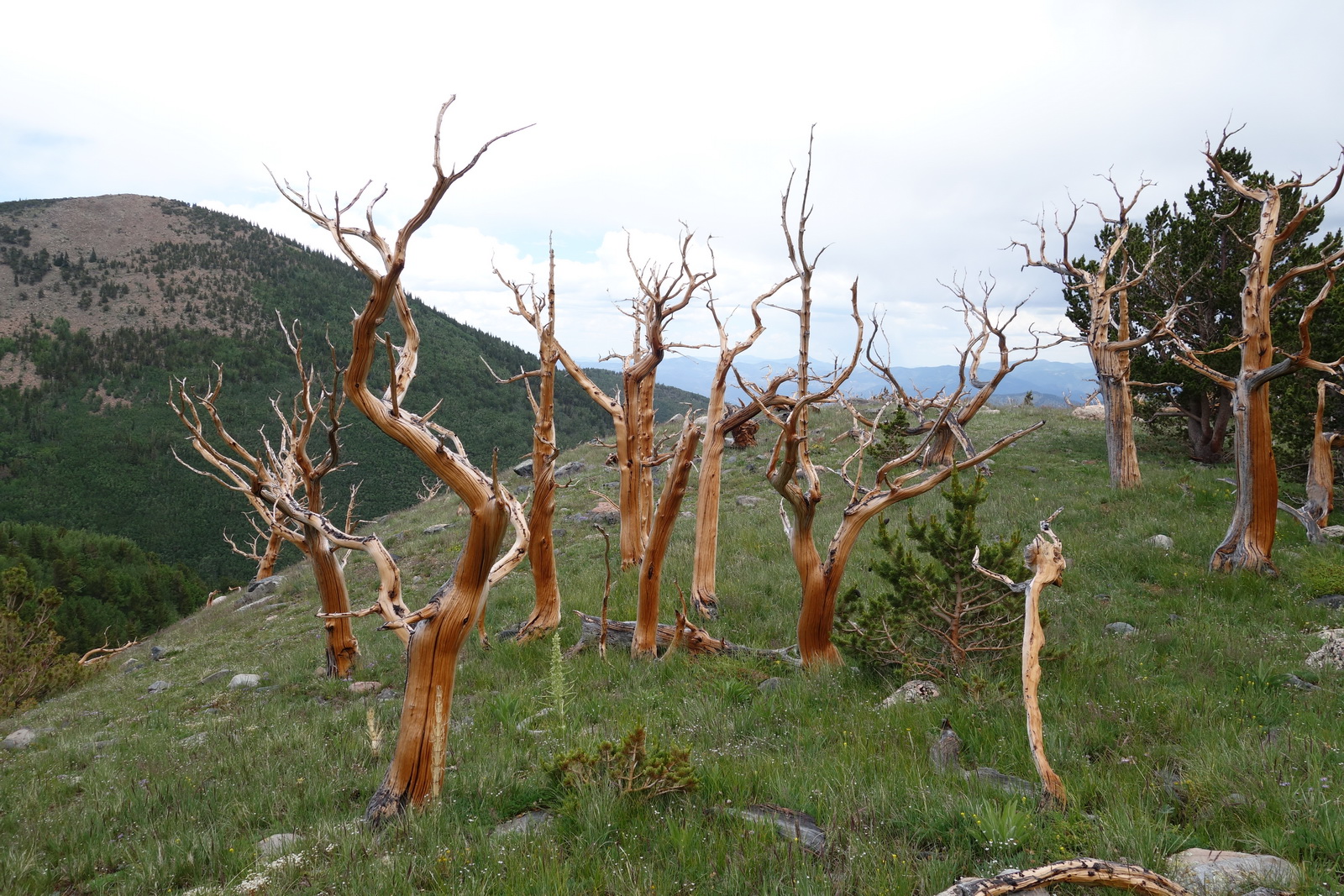Mount ouray 04