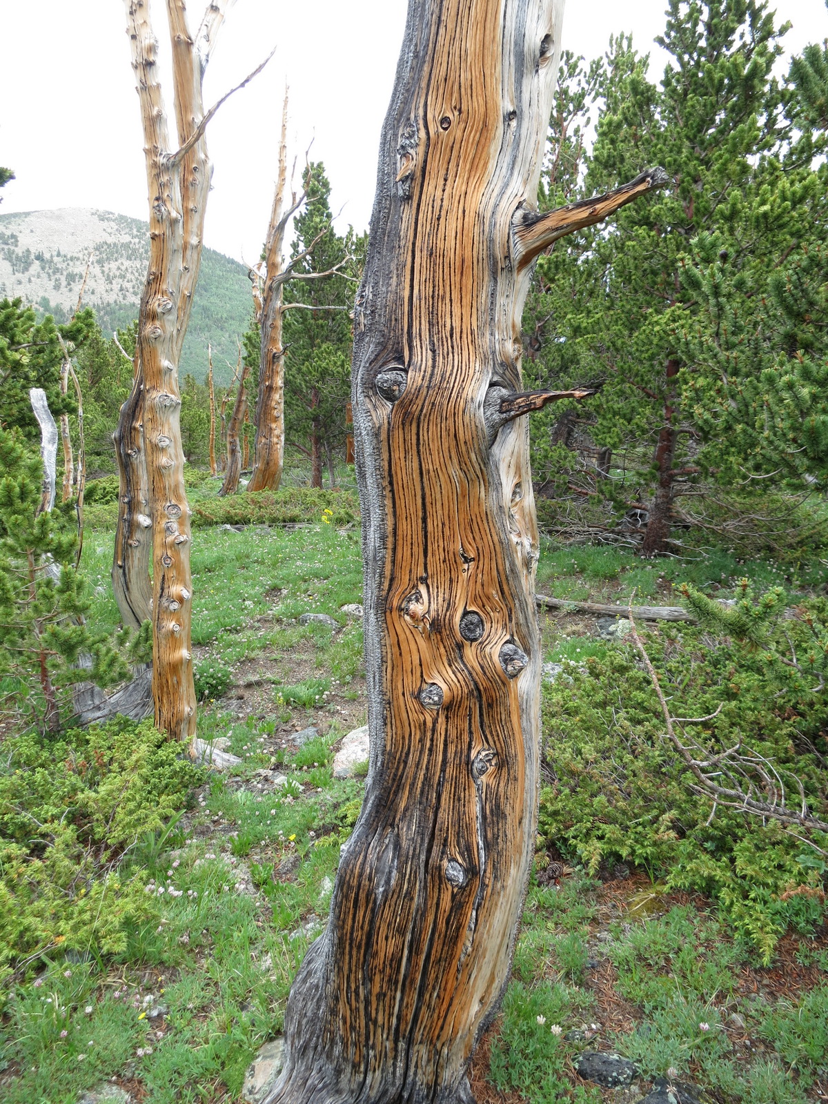 Mount ouray 05