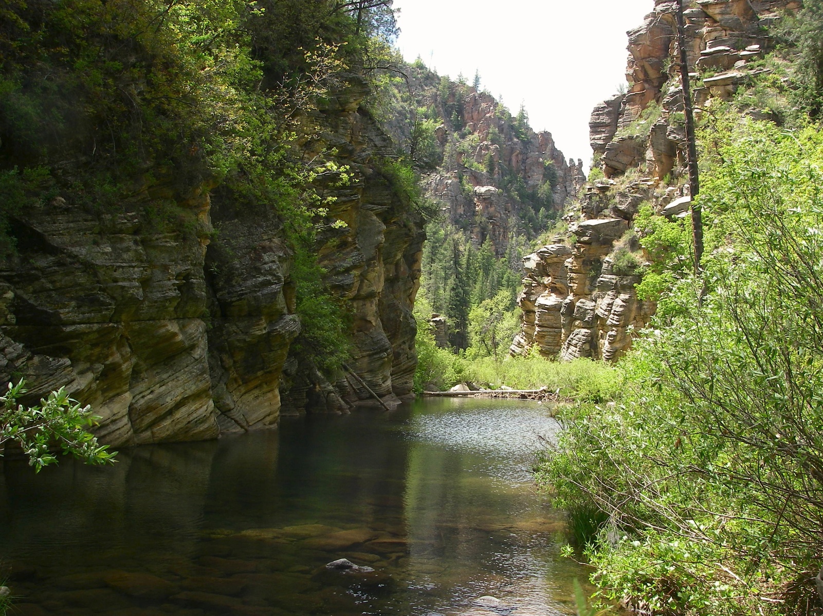 Arizona bear 20