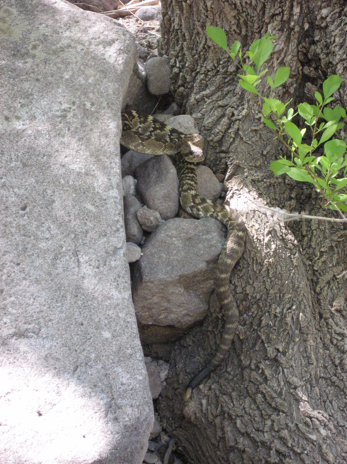 Devils canyon arizona 14