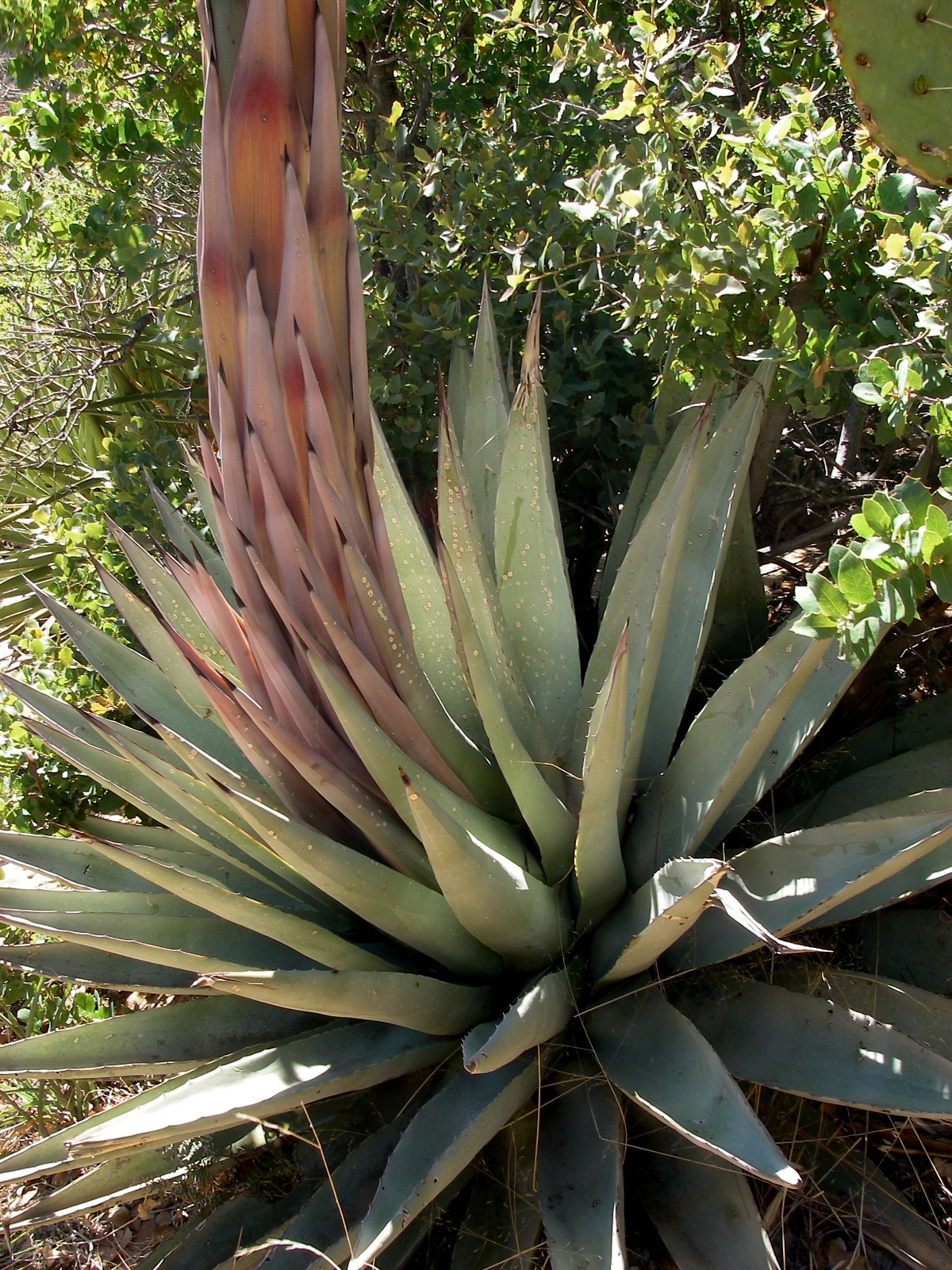Az 2009 0022