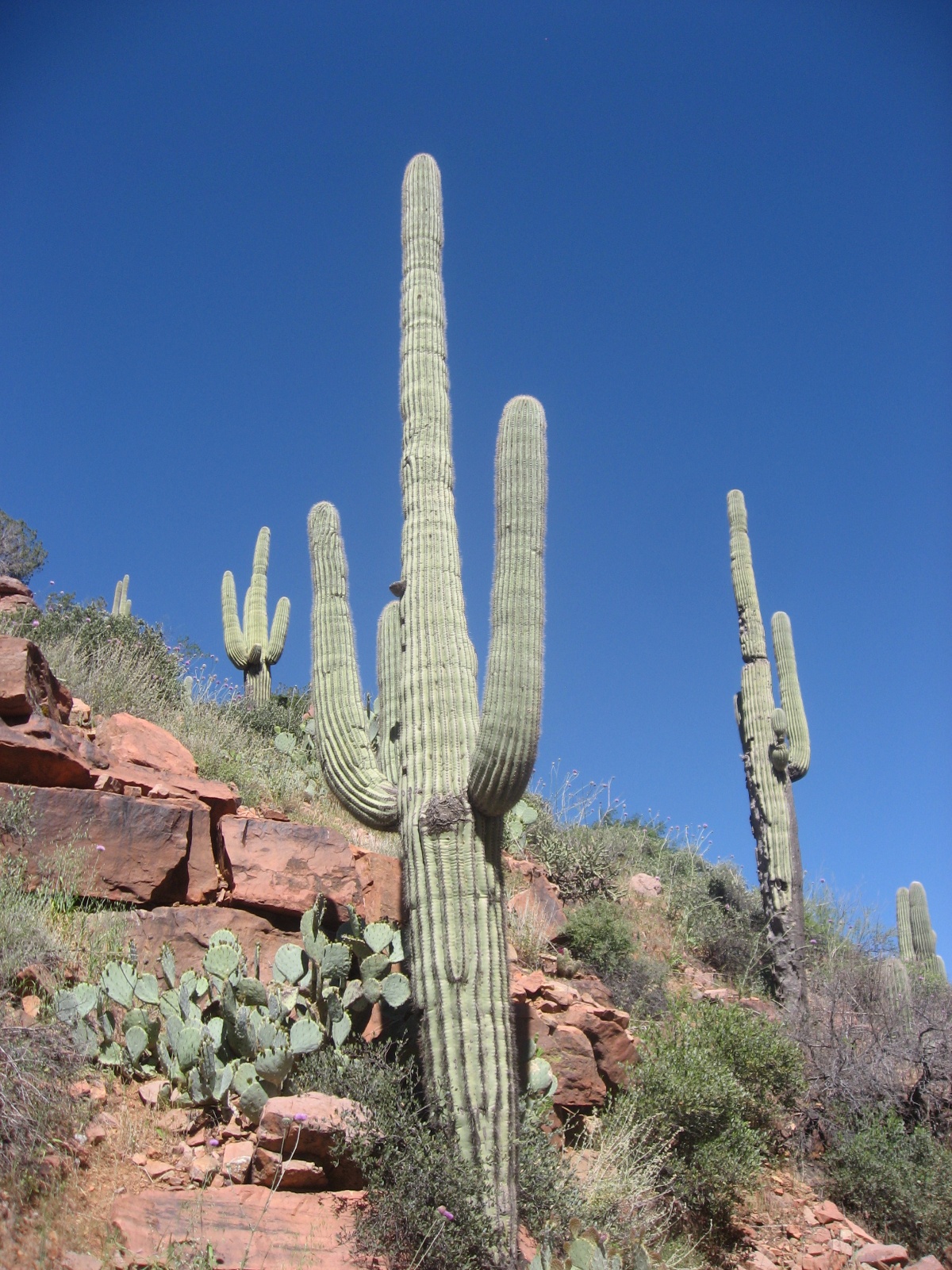 Arizona salome jug 05