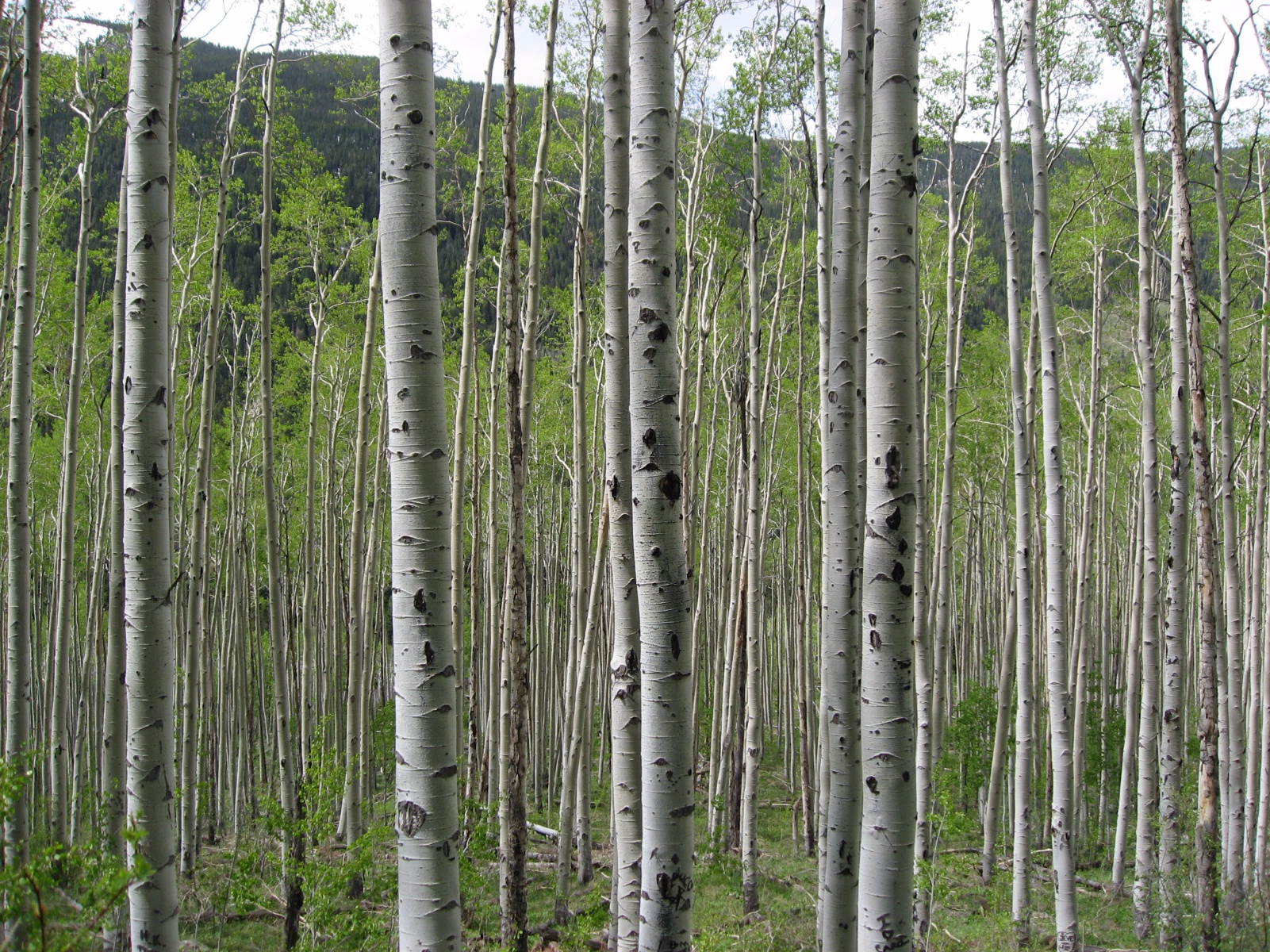 Aspen0015