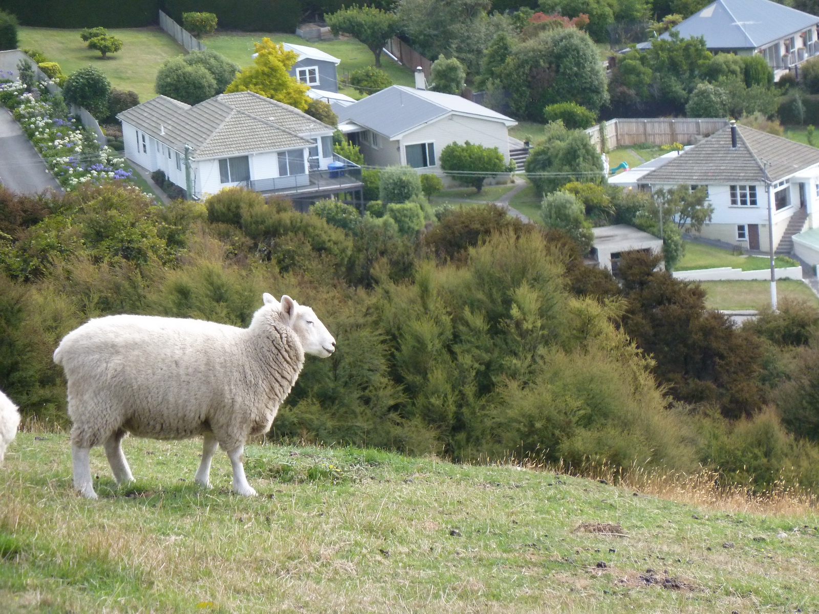 New zealand south island 005