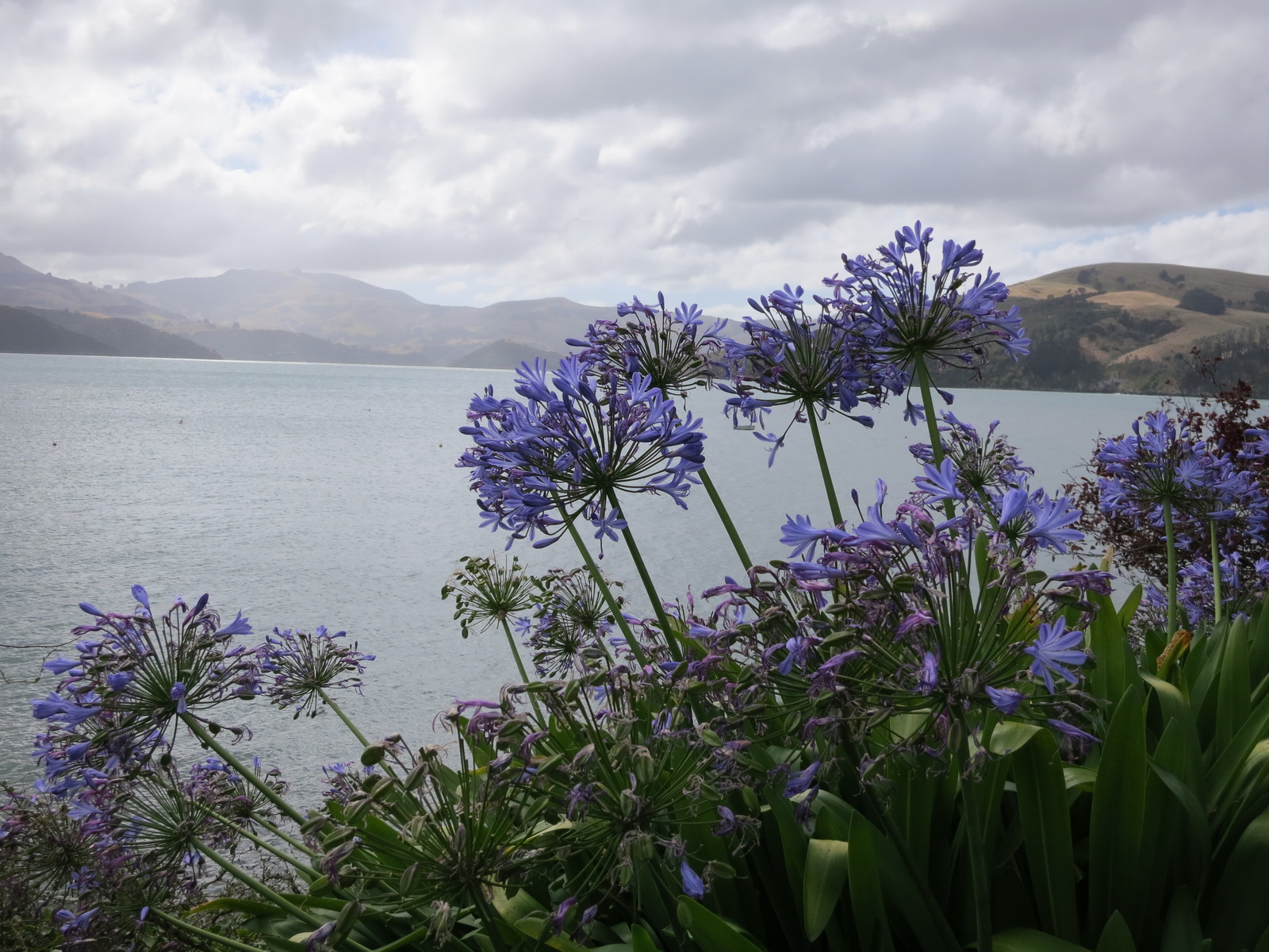 New zealand south island 011