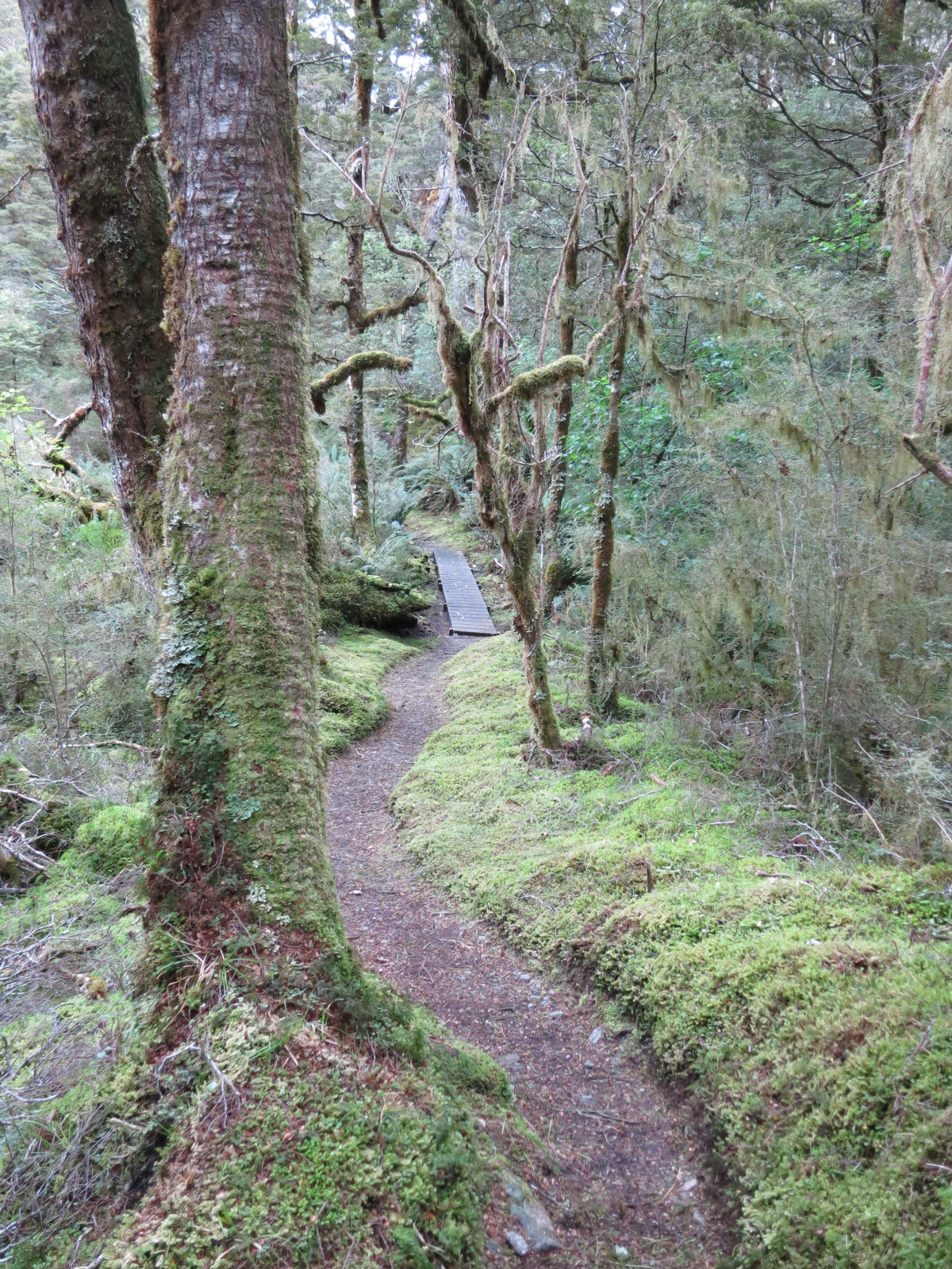 New zealand south island 058