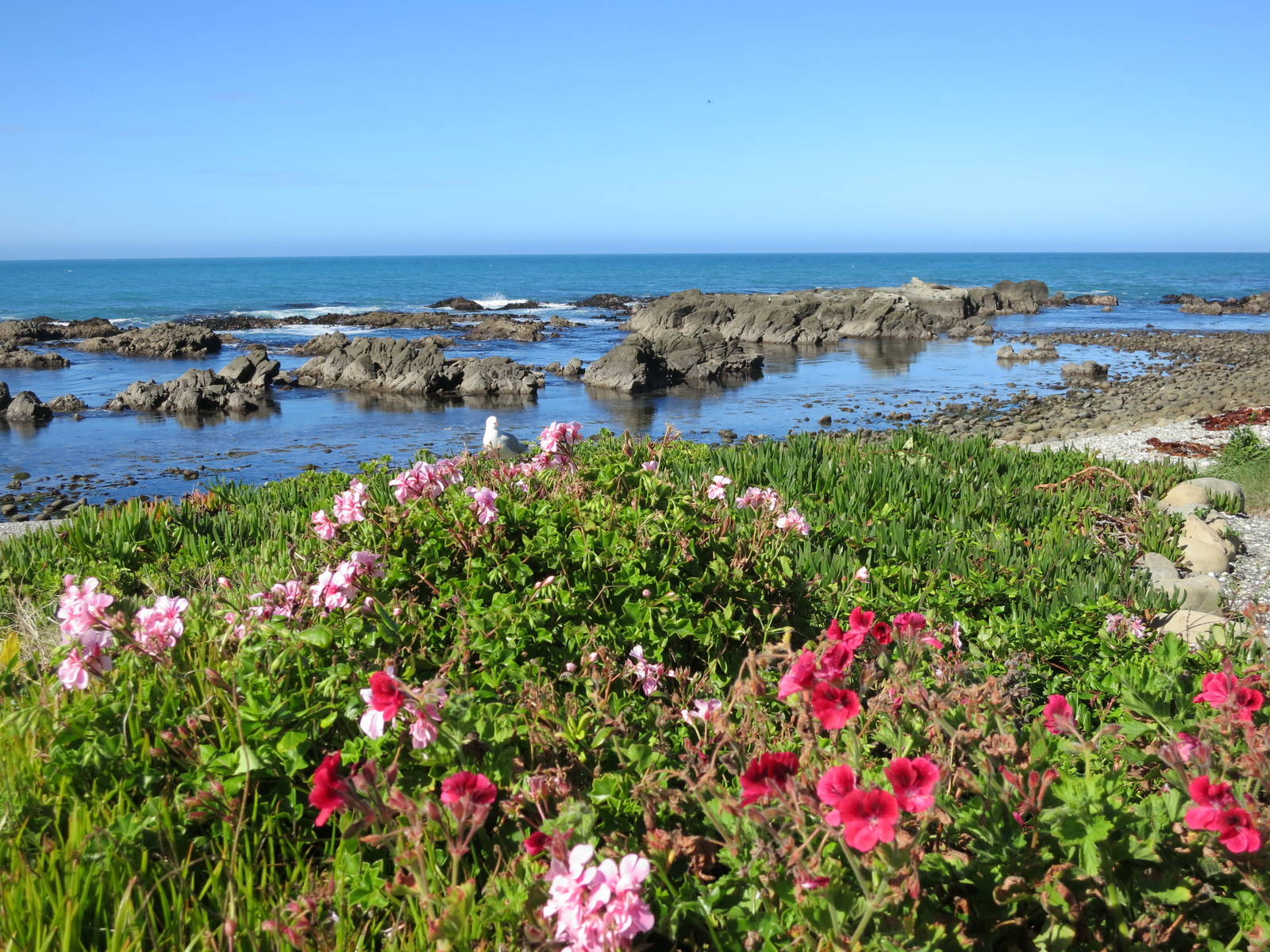 New zealand south island 160