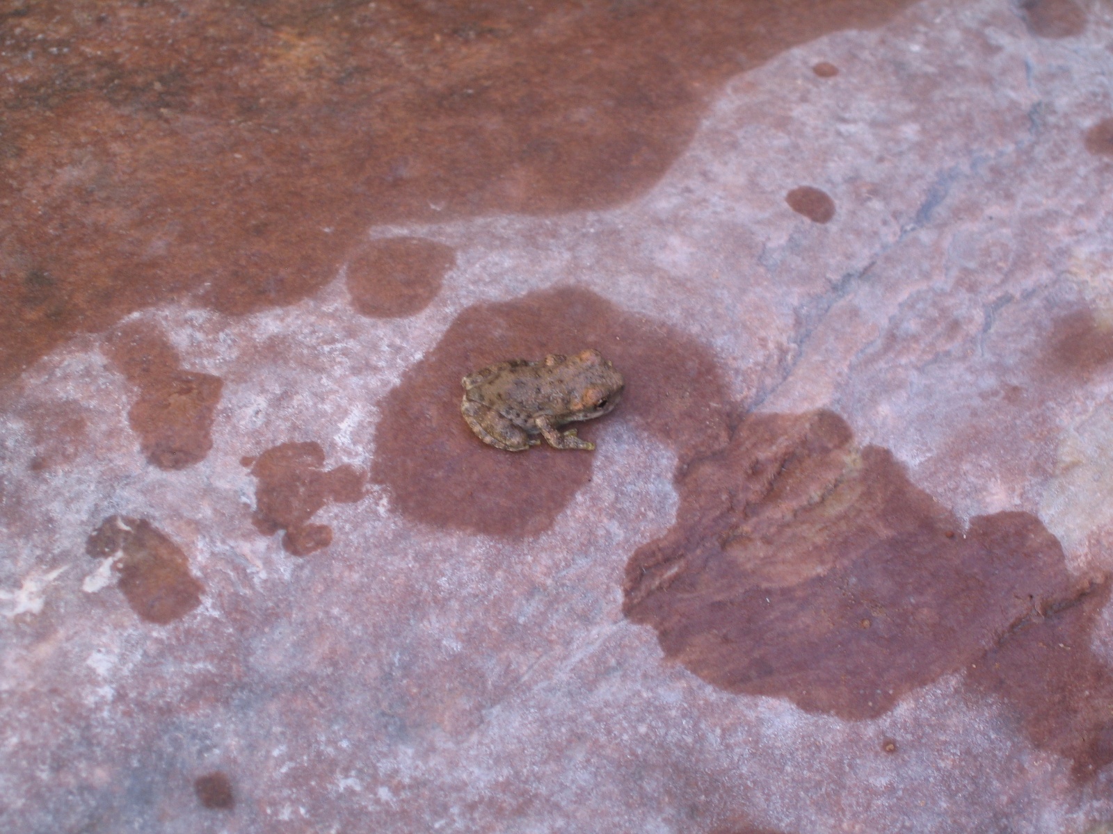 Grand canyon 10