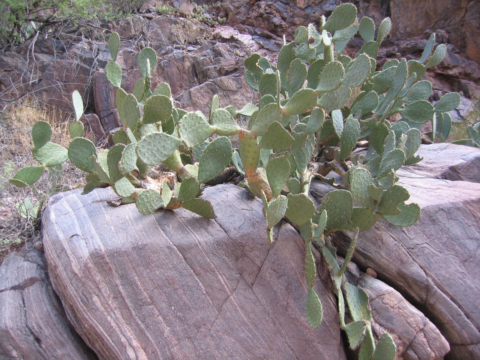 Grand canyon 11