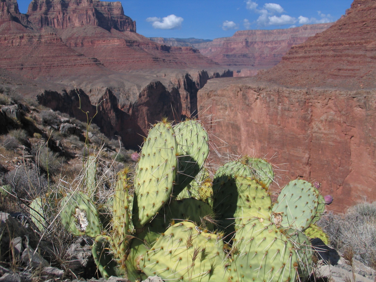 Grand canyon 40