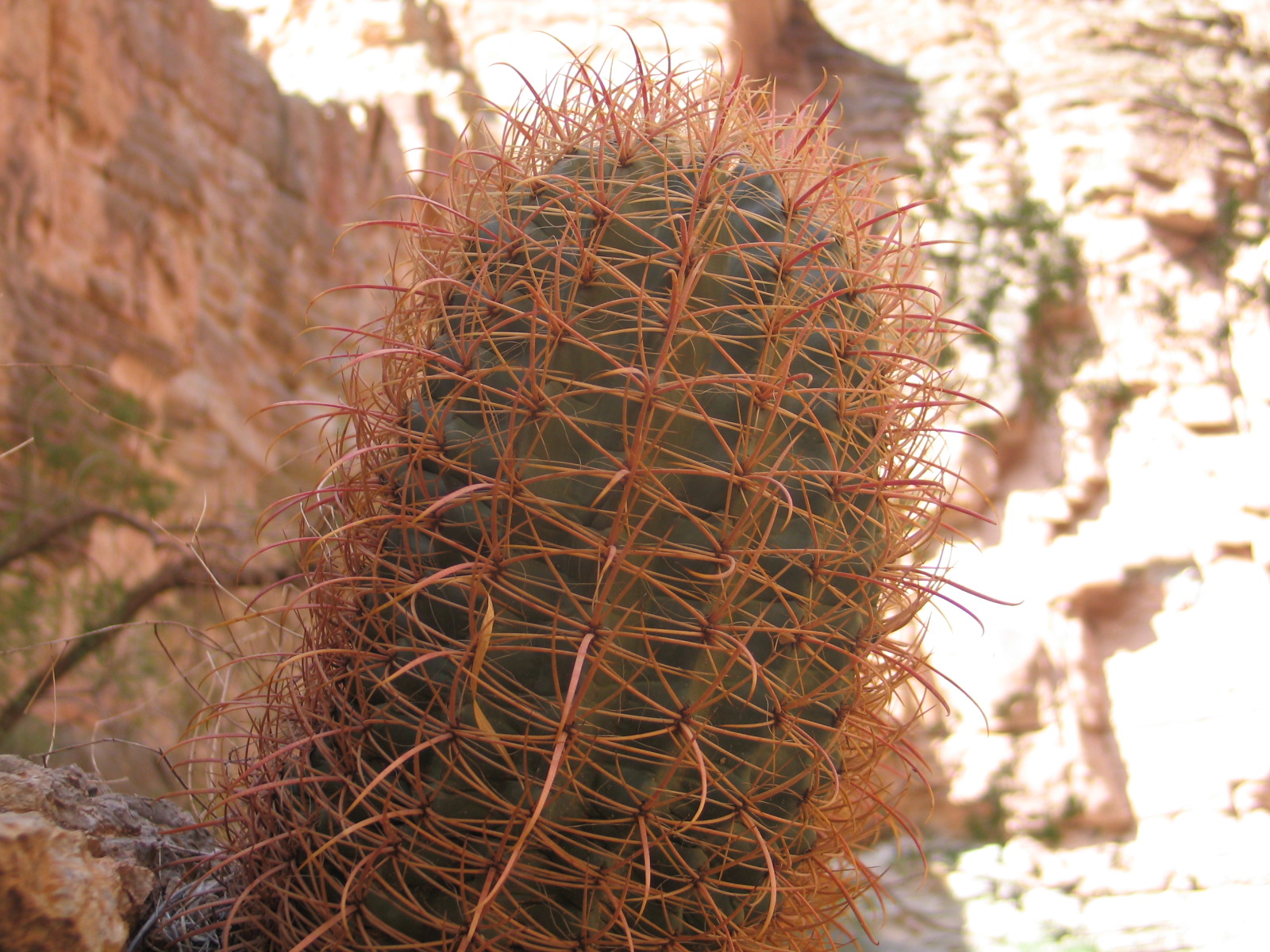 Grand canyon 94