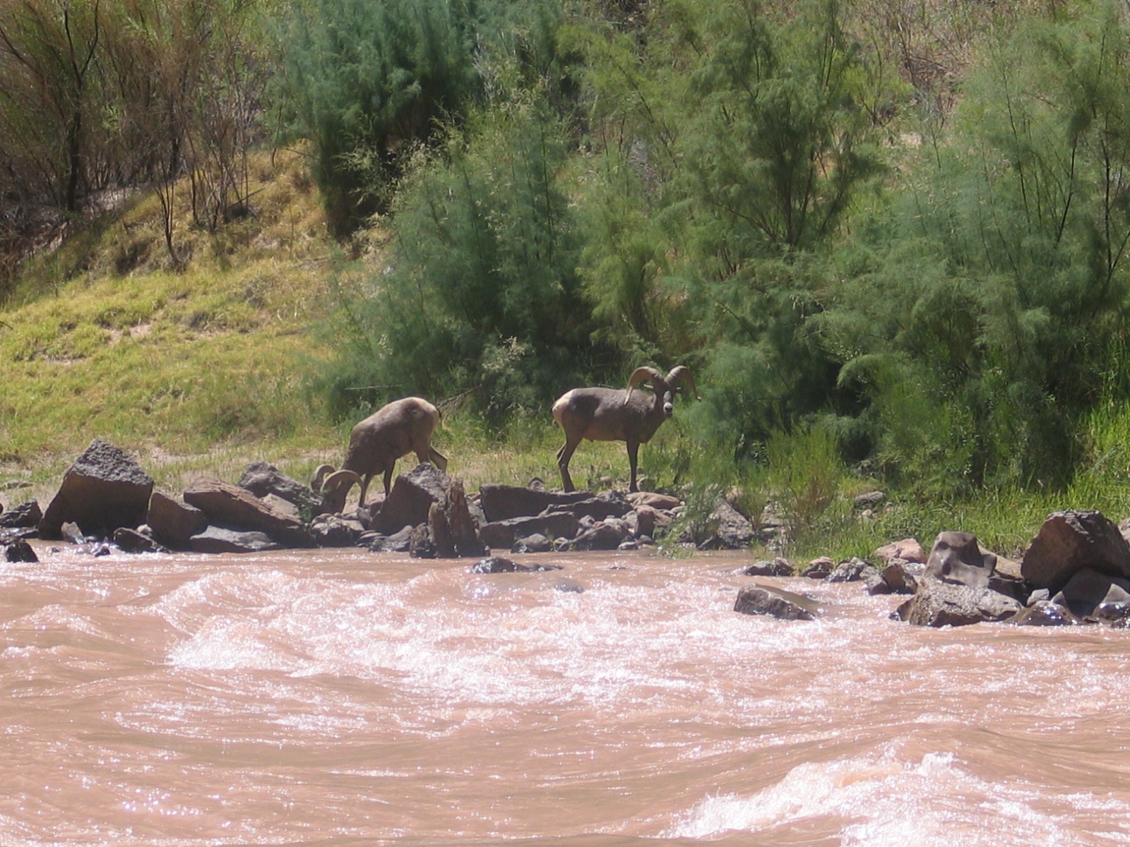 Grand canyon 95