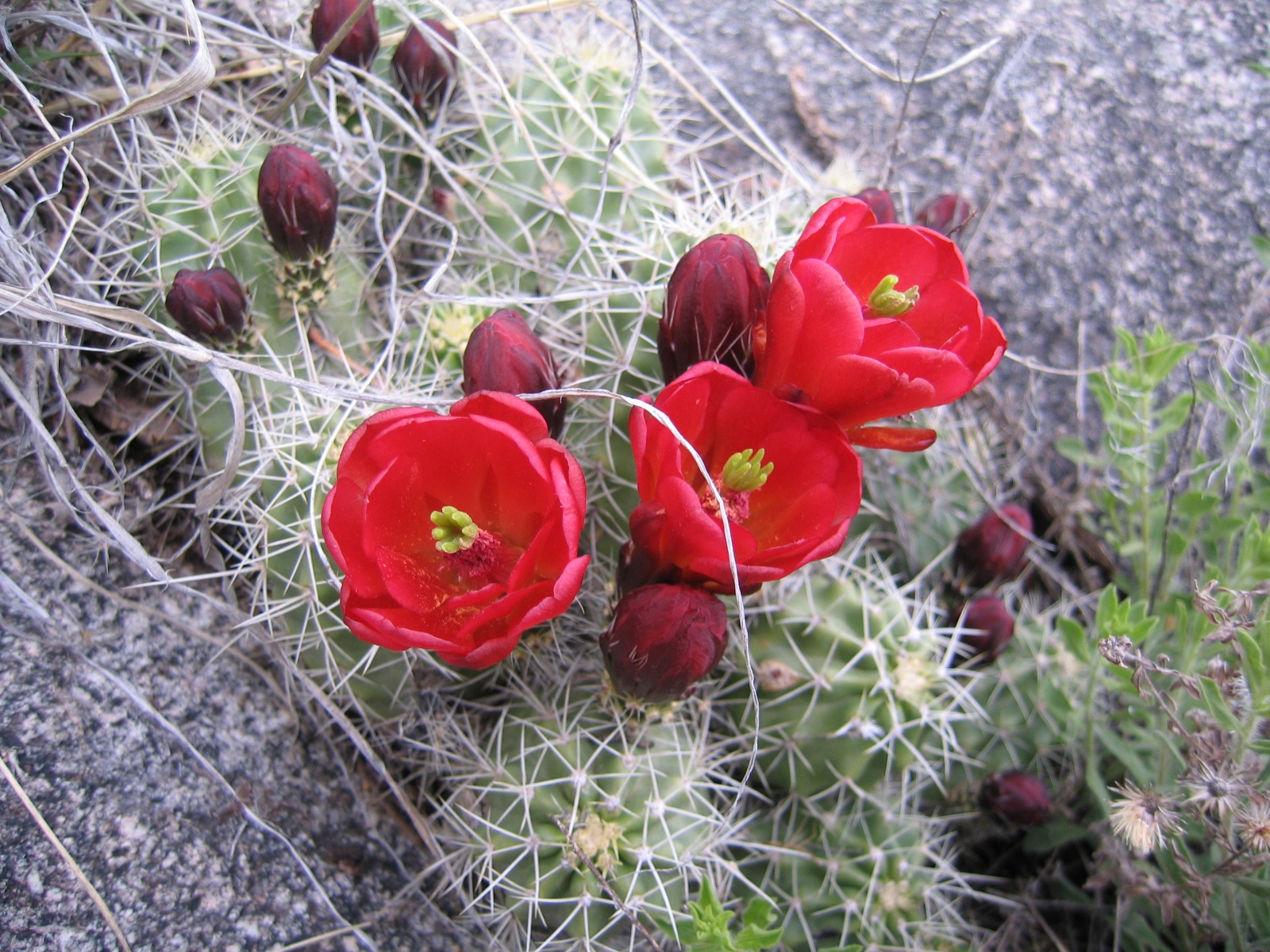 Escalante0041