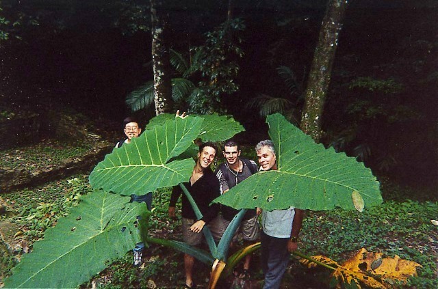 08BigLeaves 1