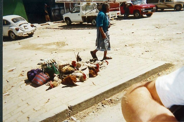 31FreshChickens 1