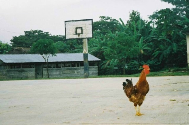 Cock 1