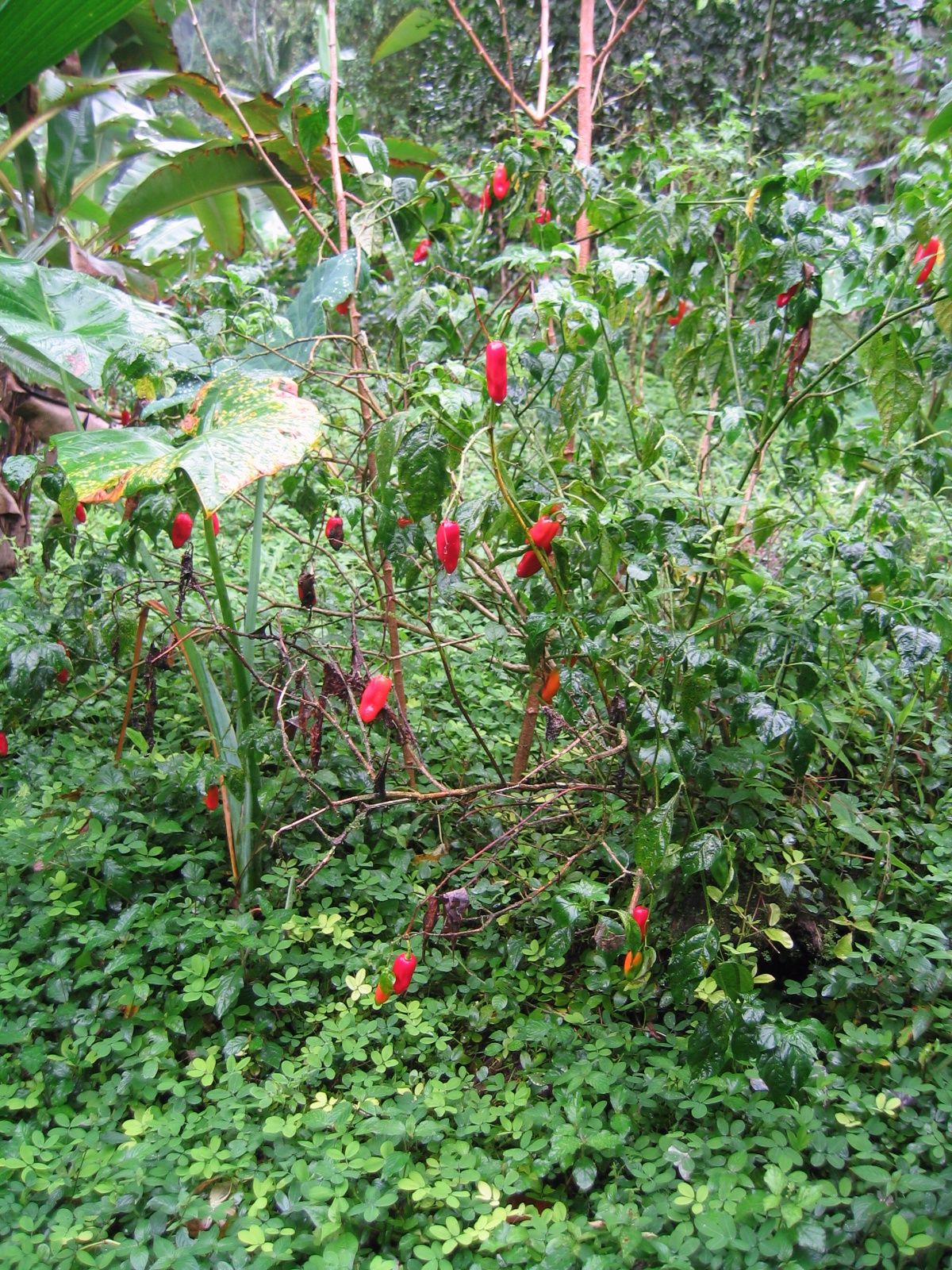 Costarica031