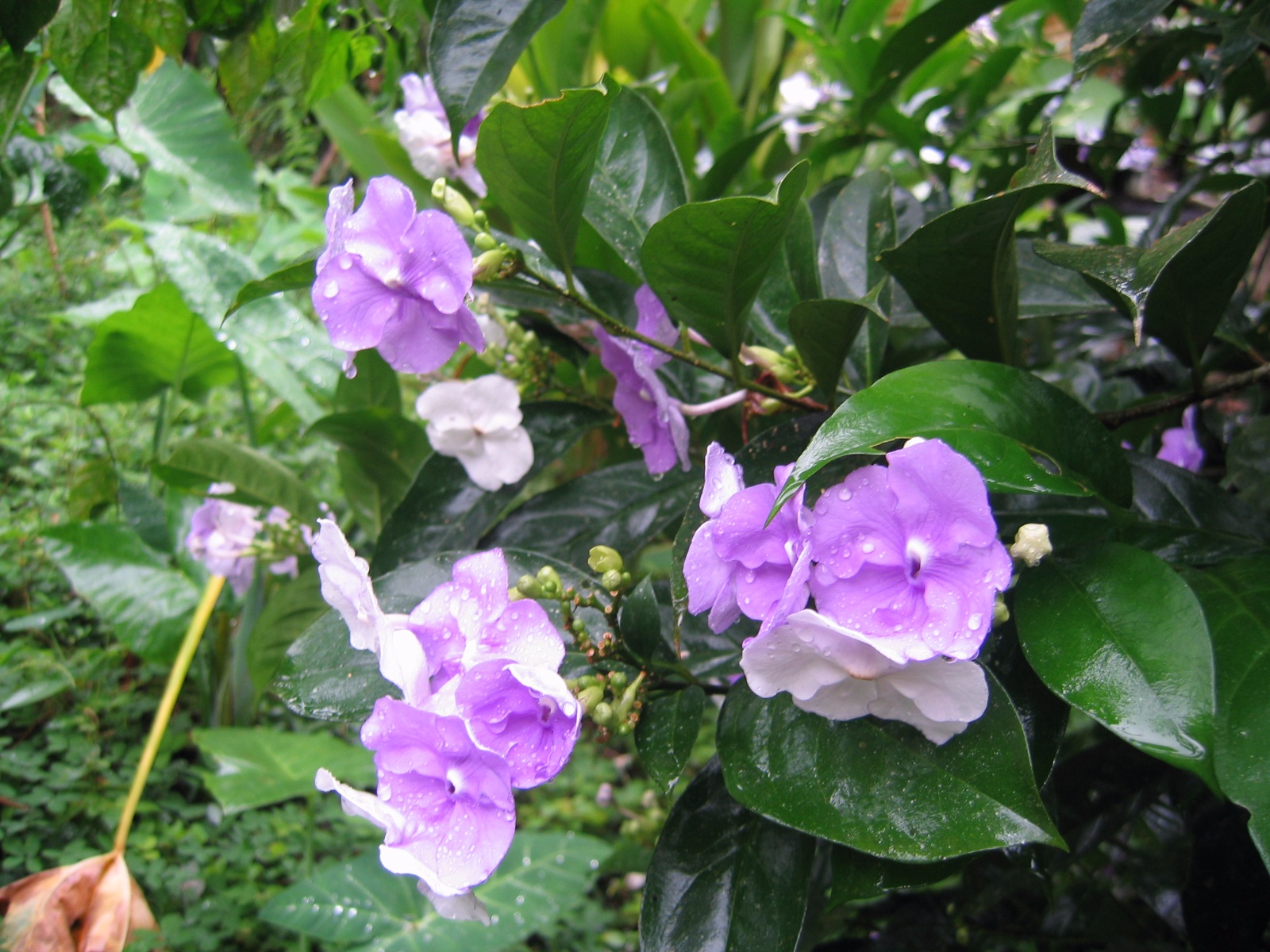 Costarica032