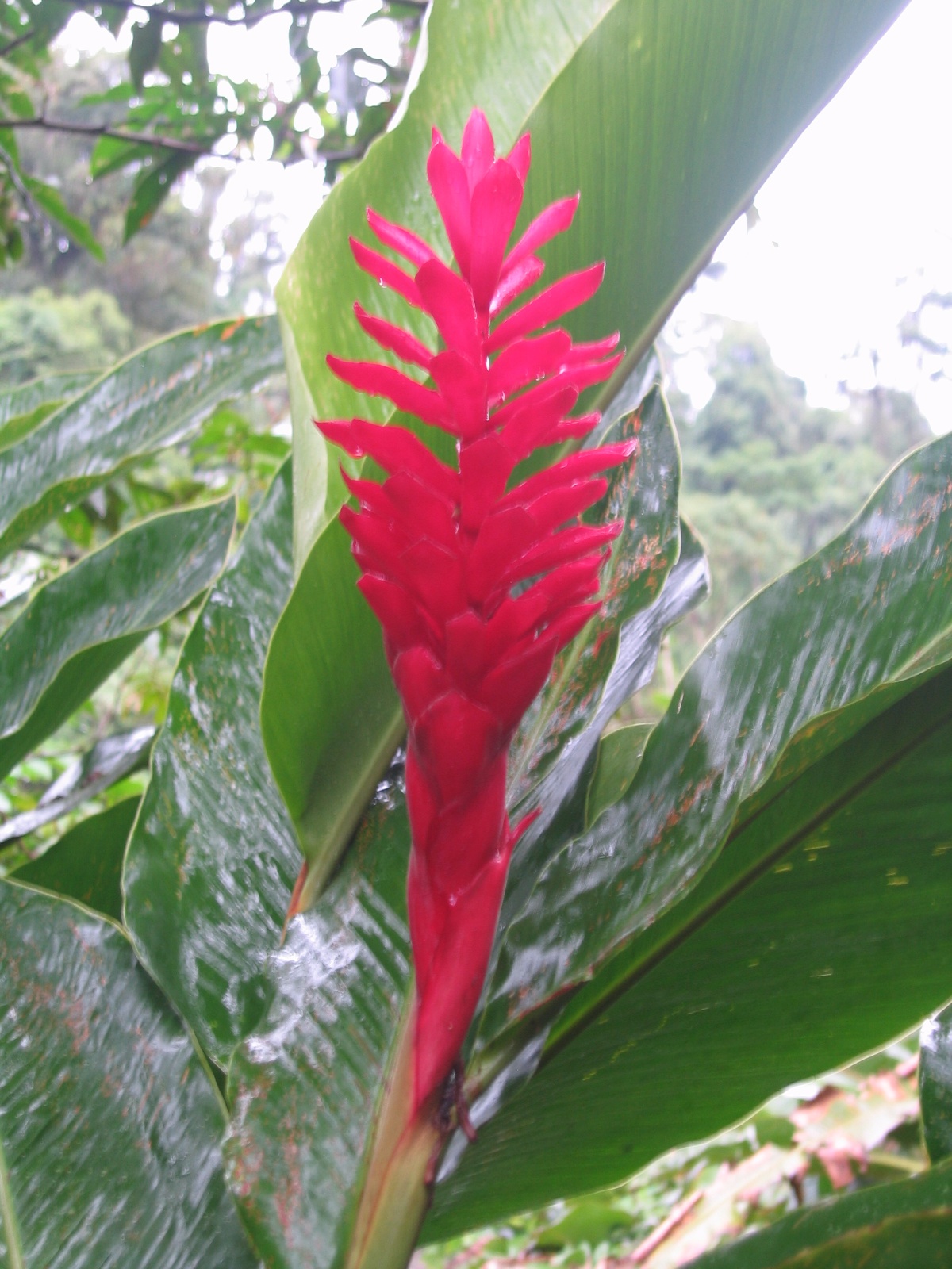Costarica033