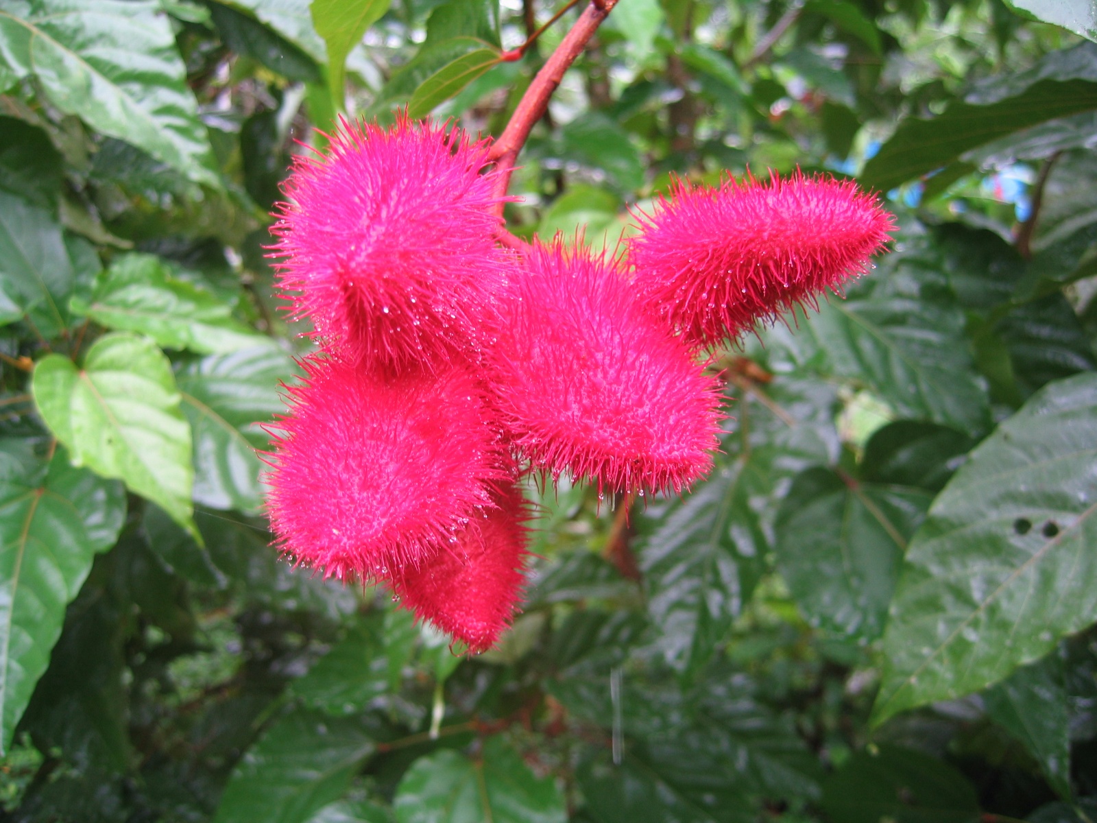 Costarica034