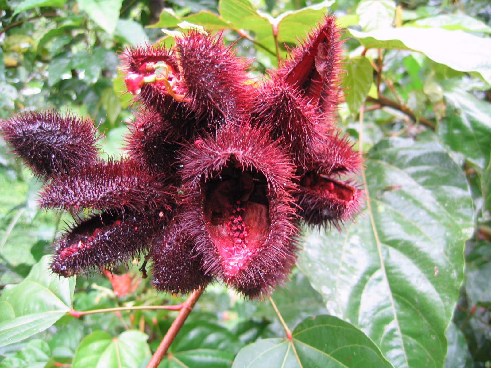 Costarica038