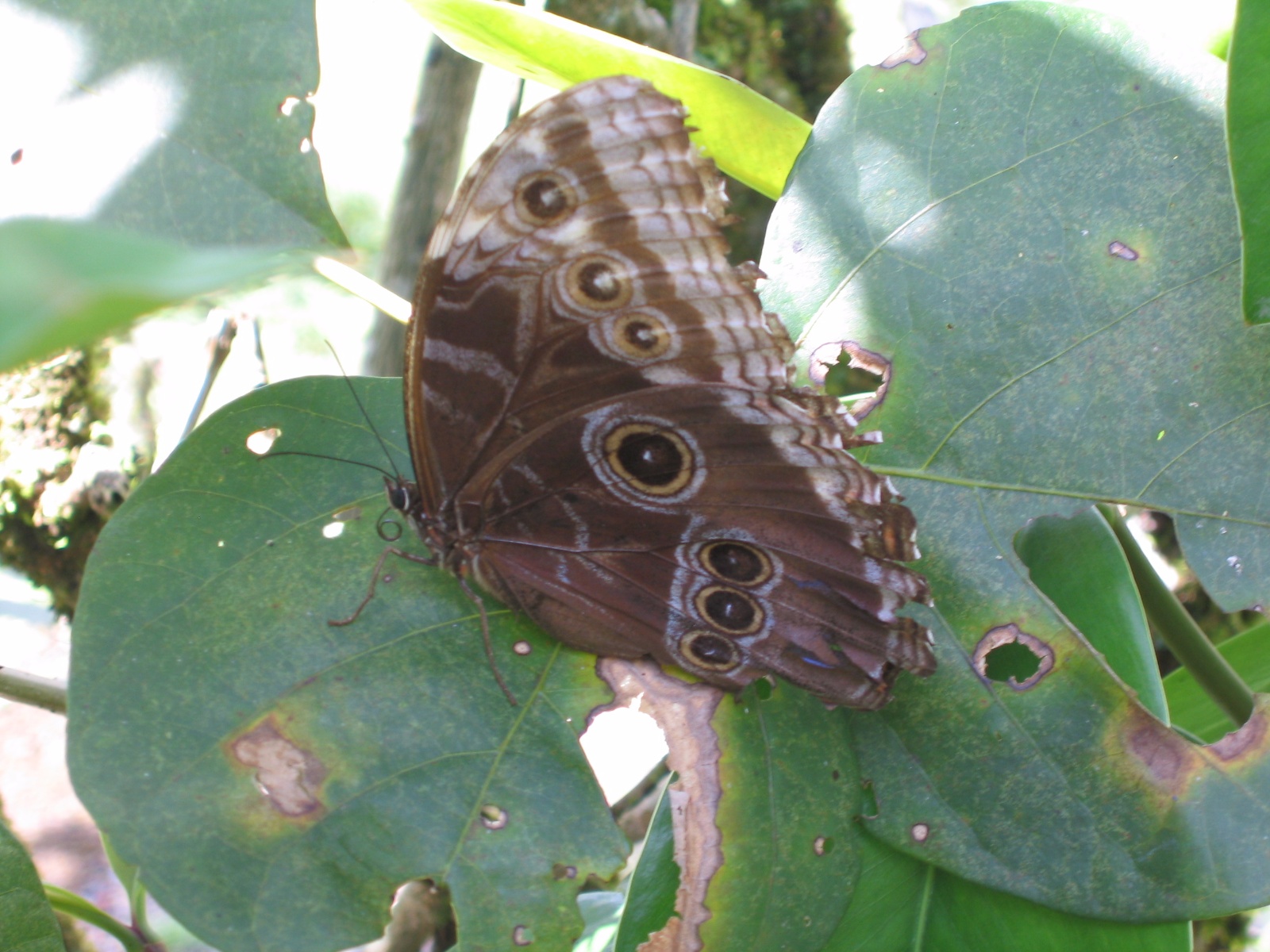 Costarica049