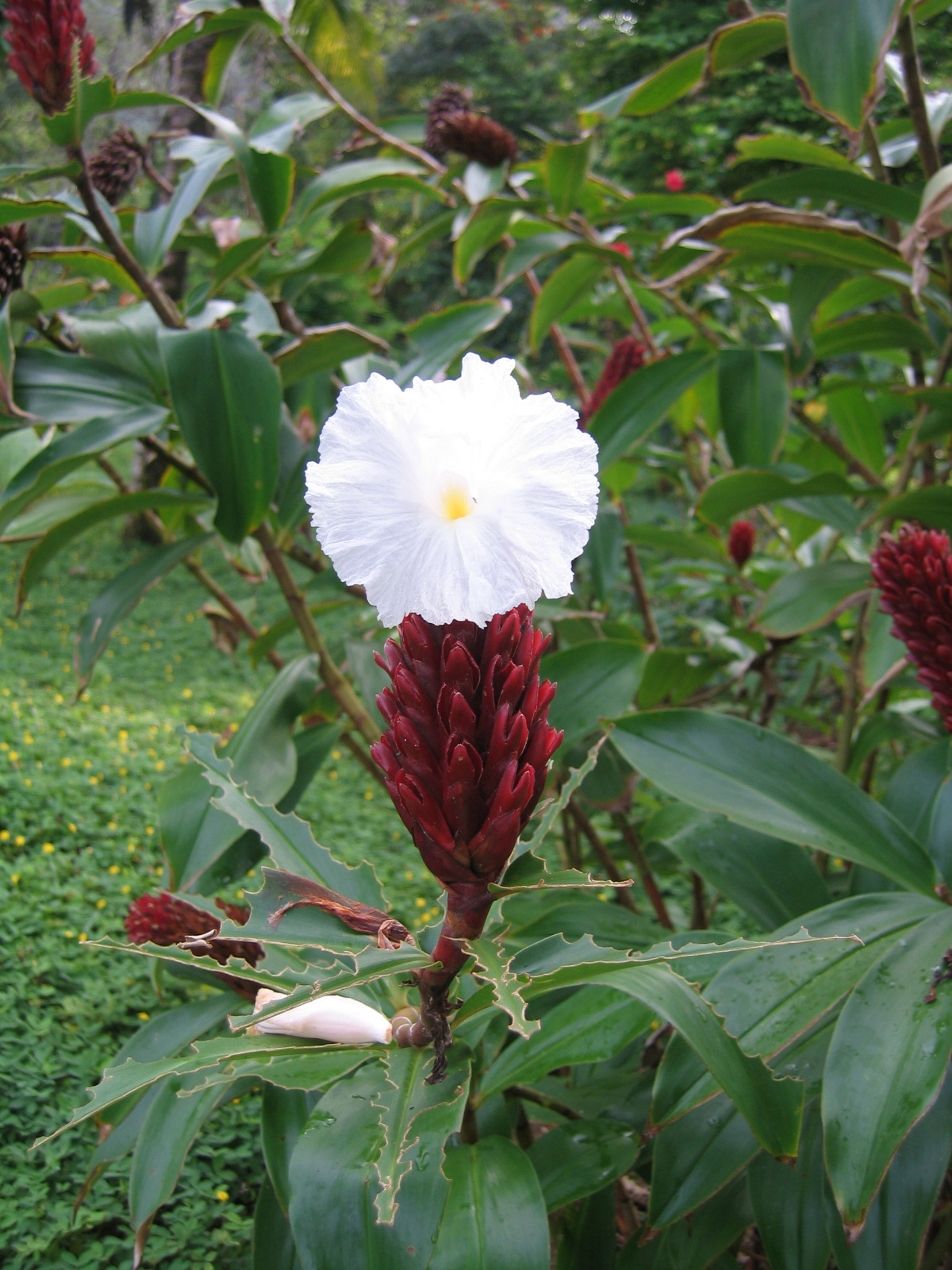 Costarica077